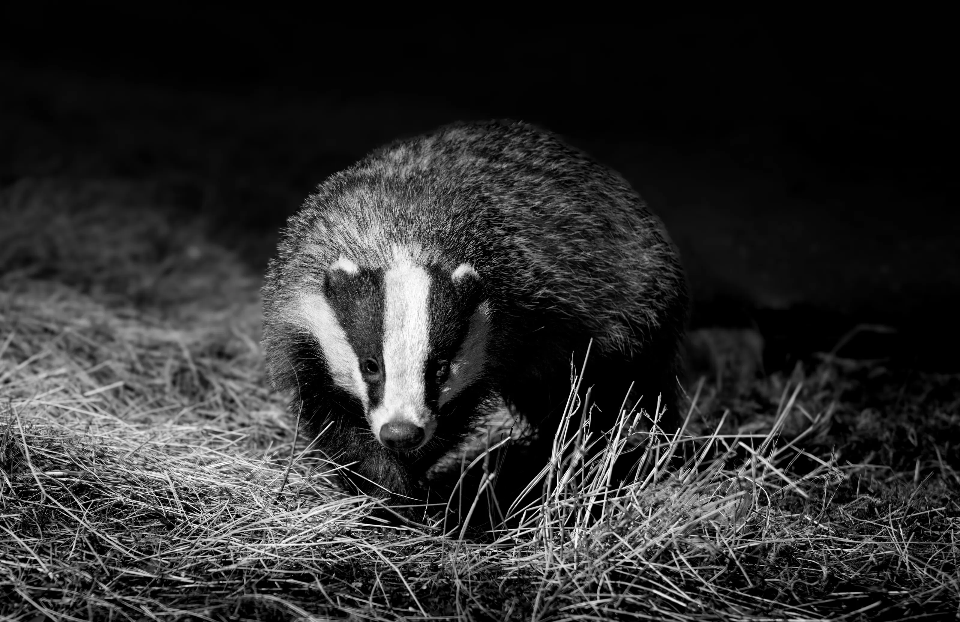 Badgers