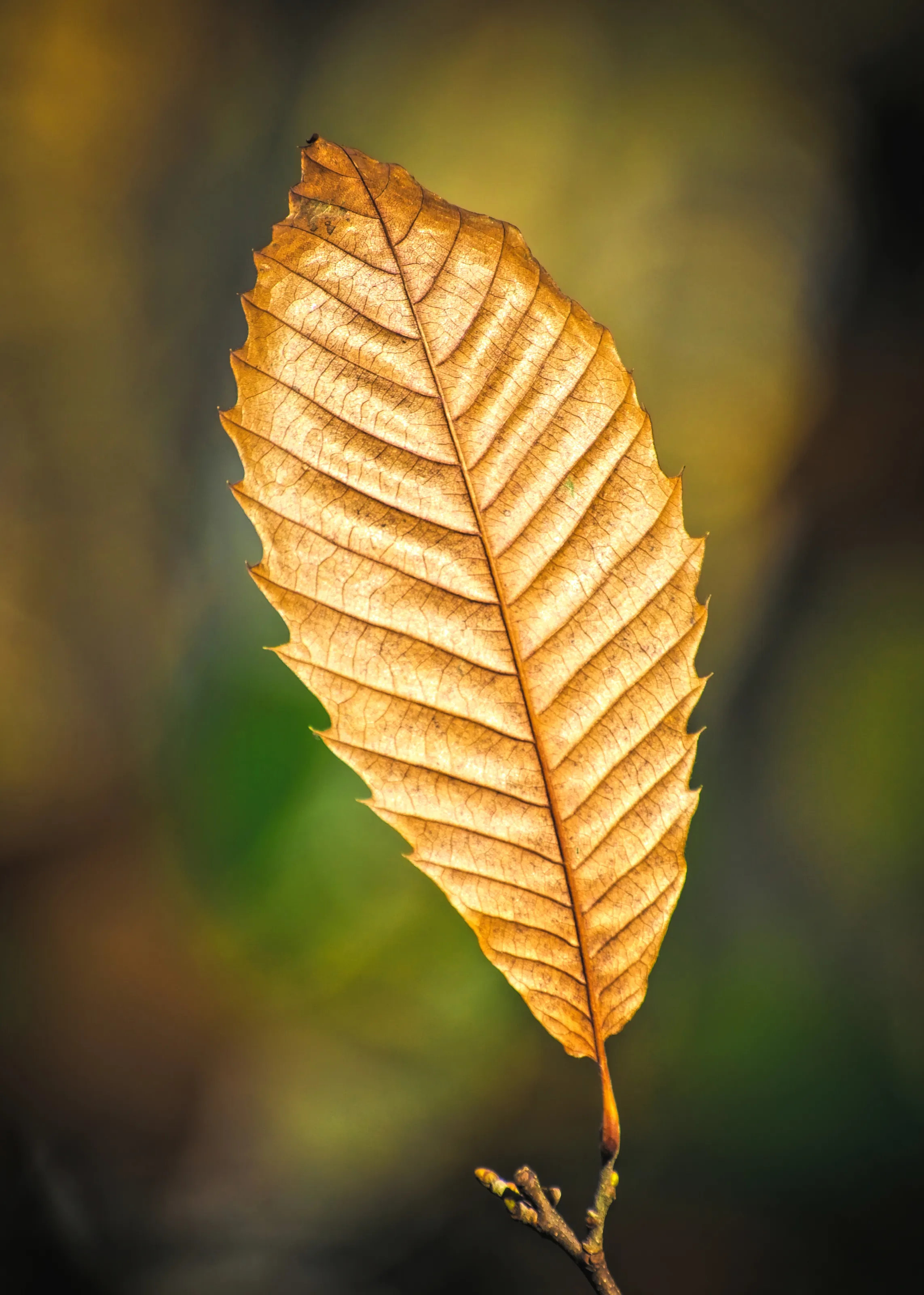 A Single Leaf