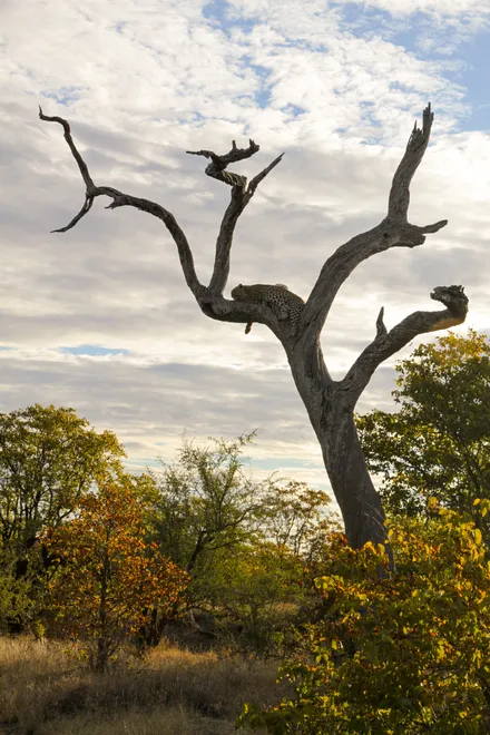 Letaba Leopard skyline
