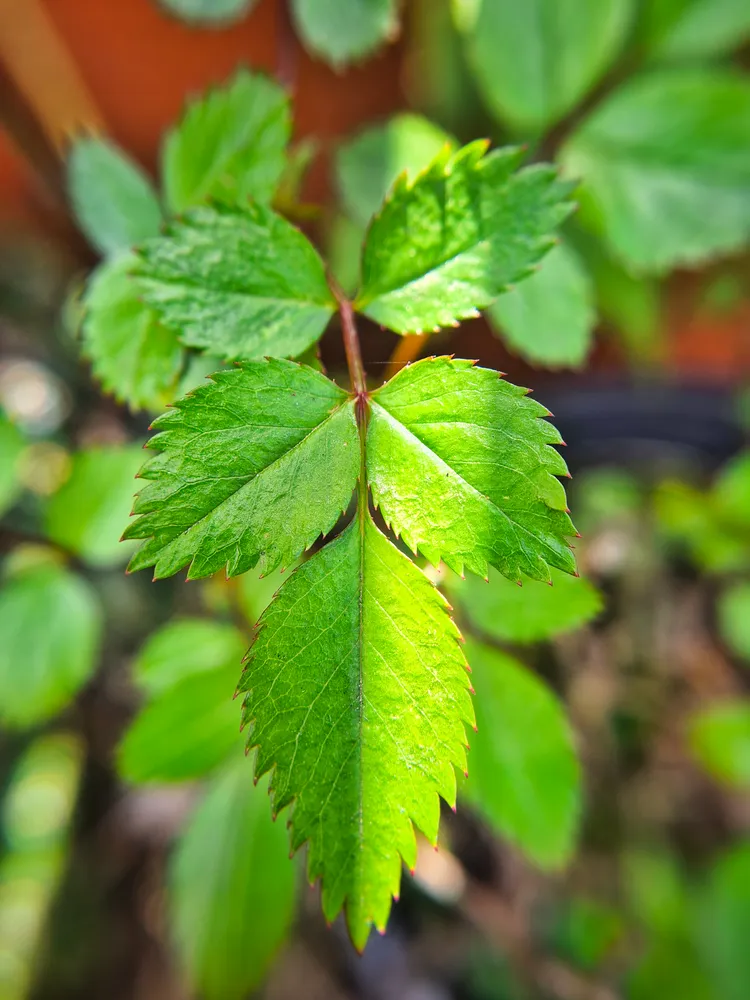 Leaf