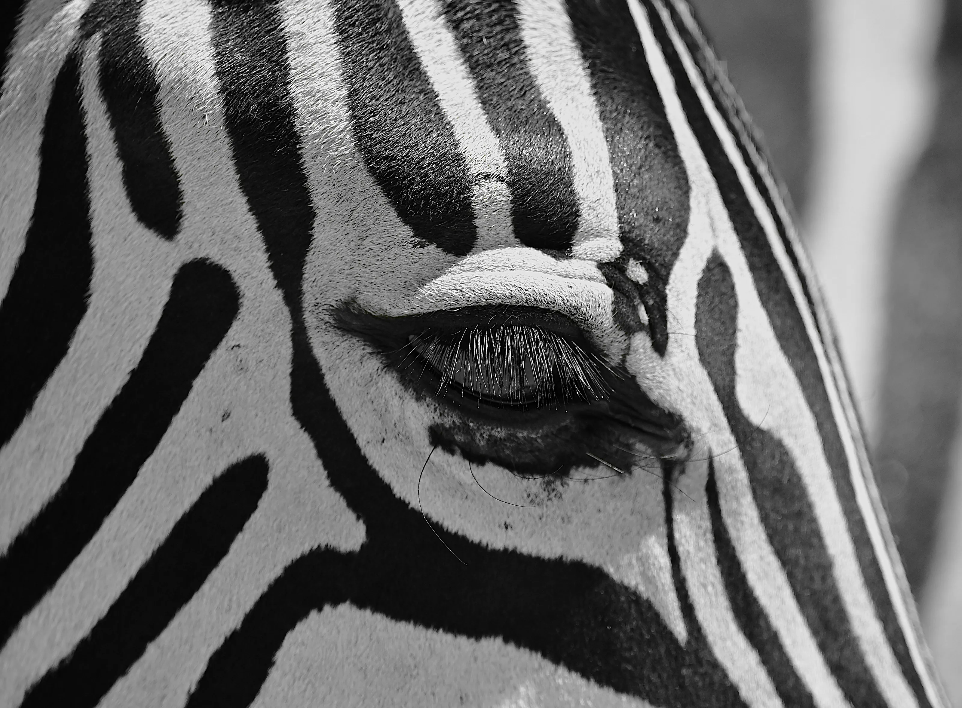 ZEBRAS: Eyelashes