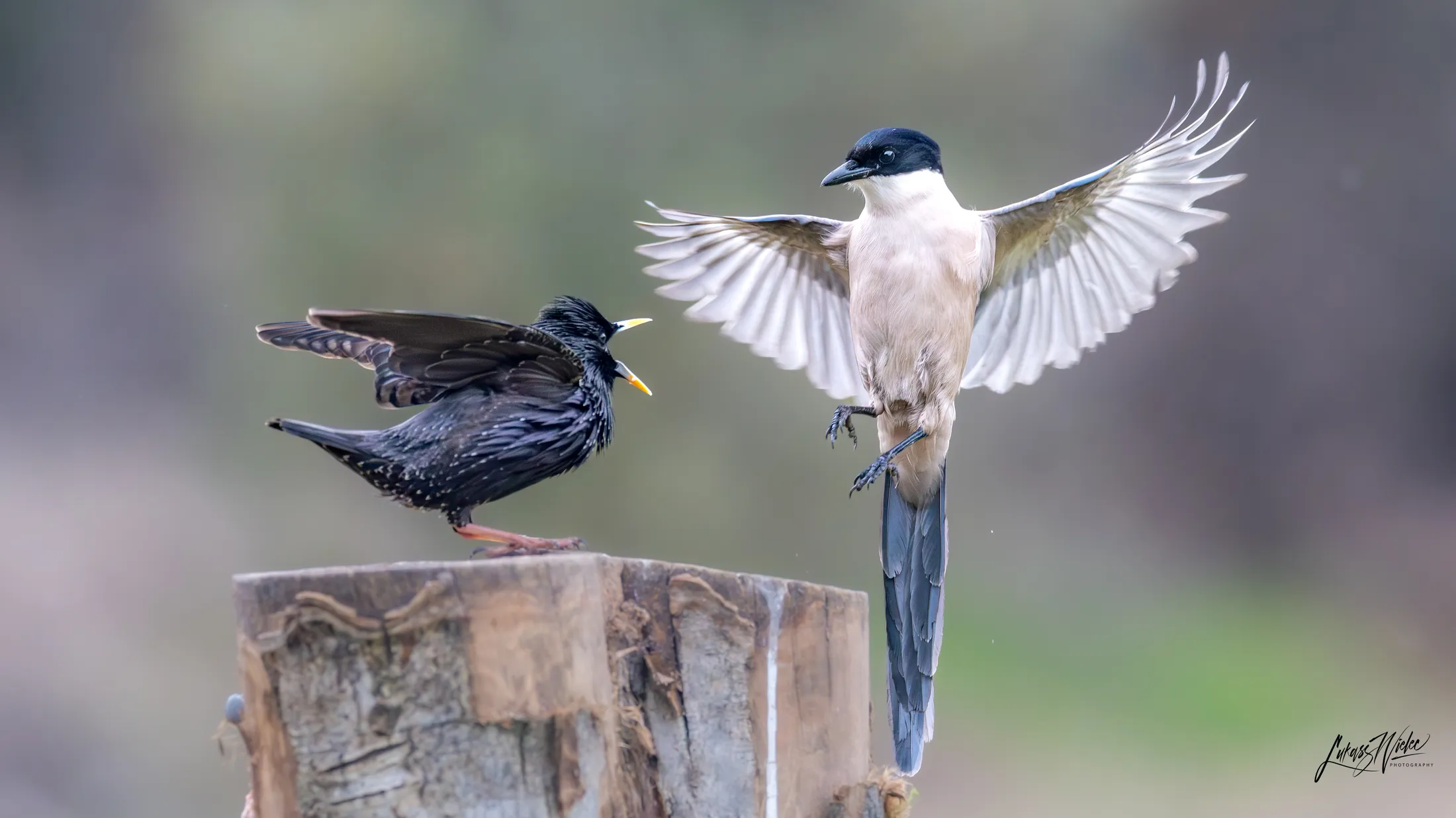 Entry 28341425