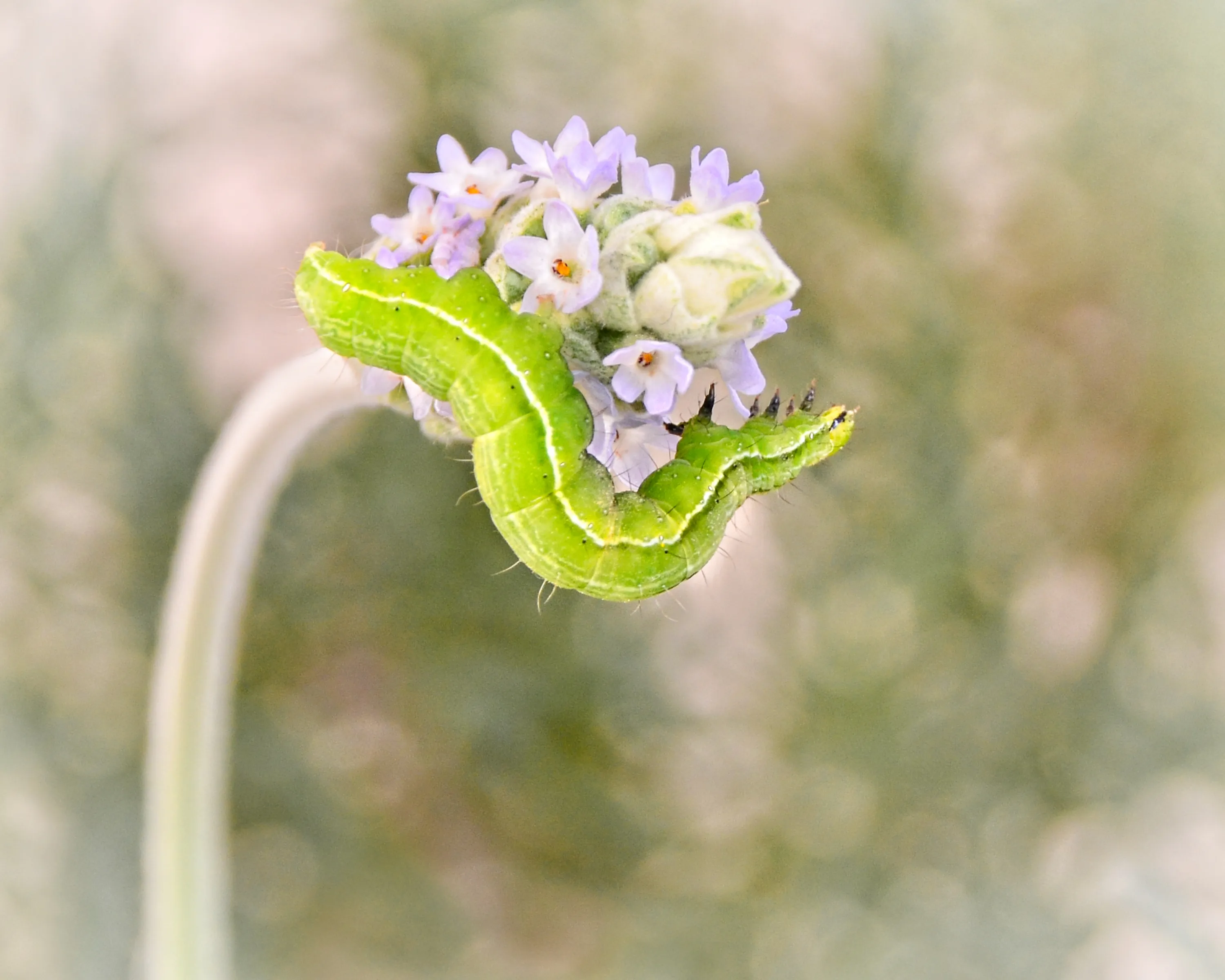 A Single Caterpiller
