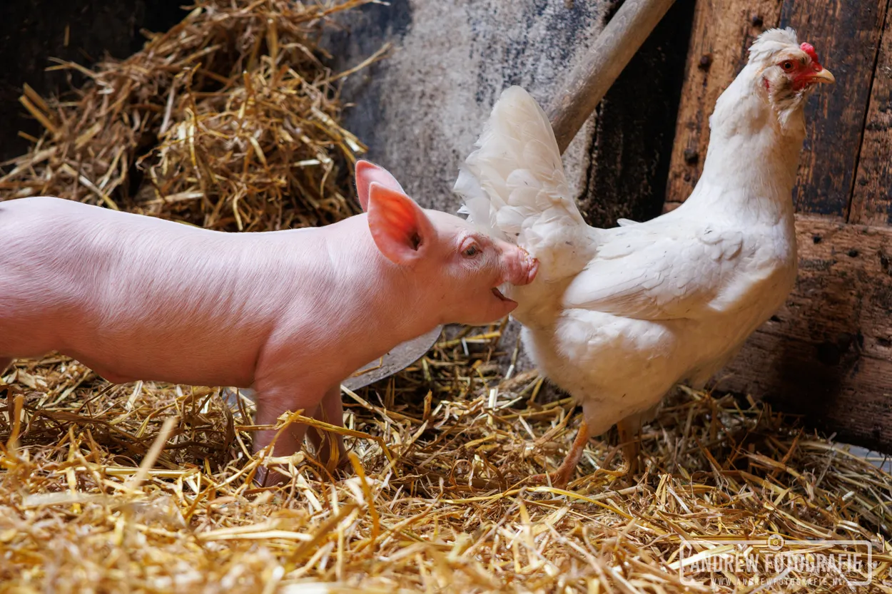A little pig bites a chicken.