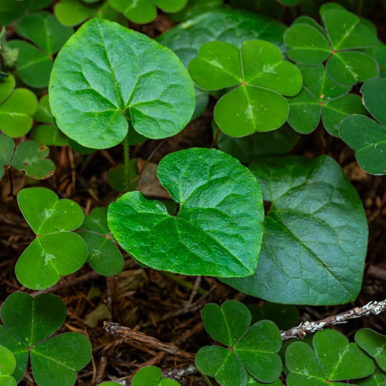 Green Leaves