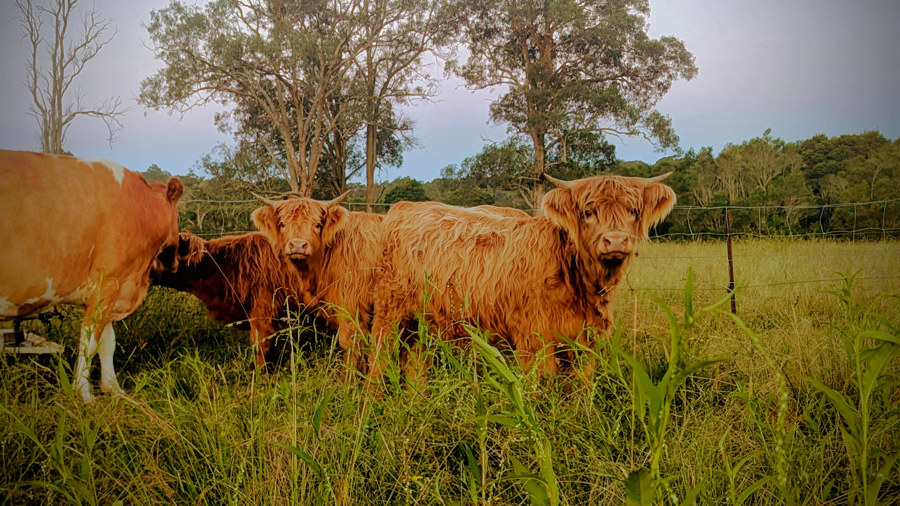 Highland Cows in a Field
