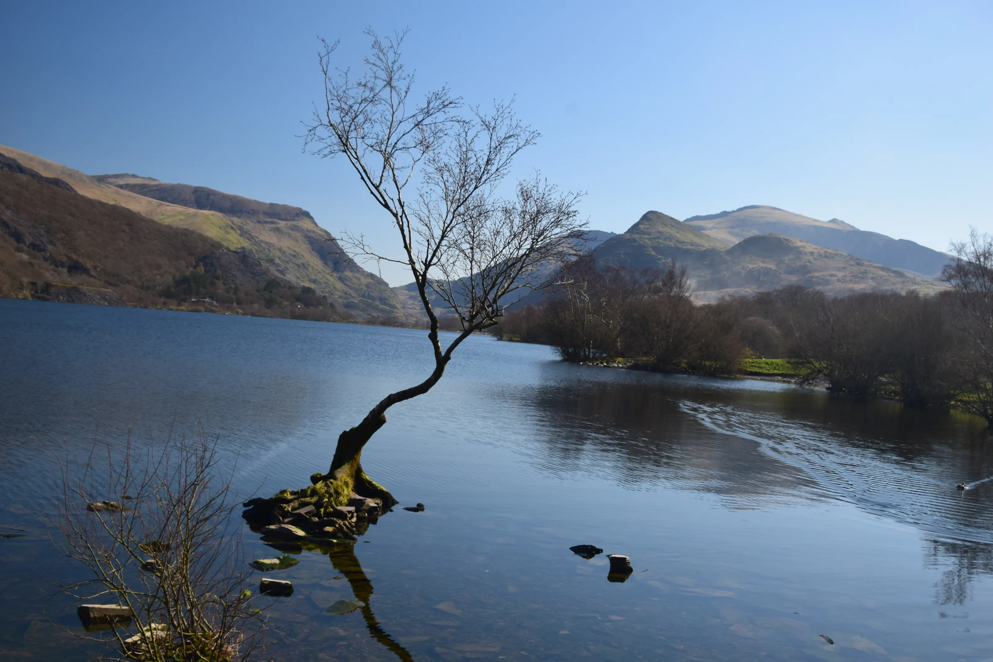 Llyn Padarn, Welsh mountains and "The lonely tree"