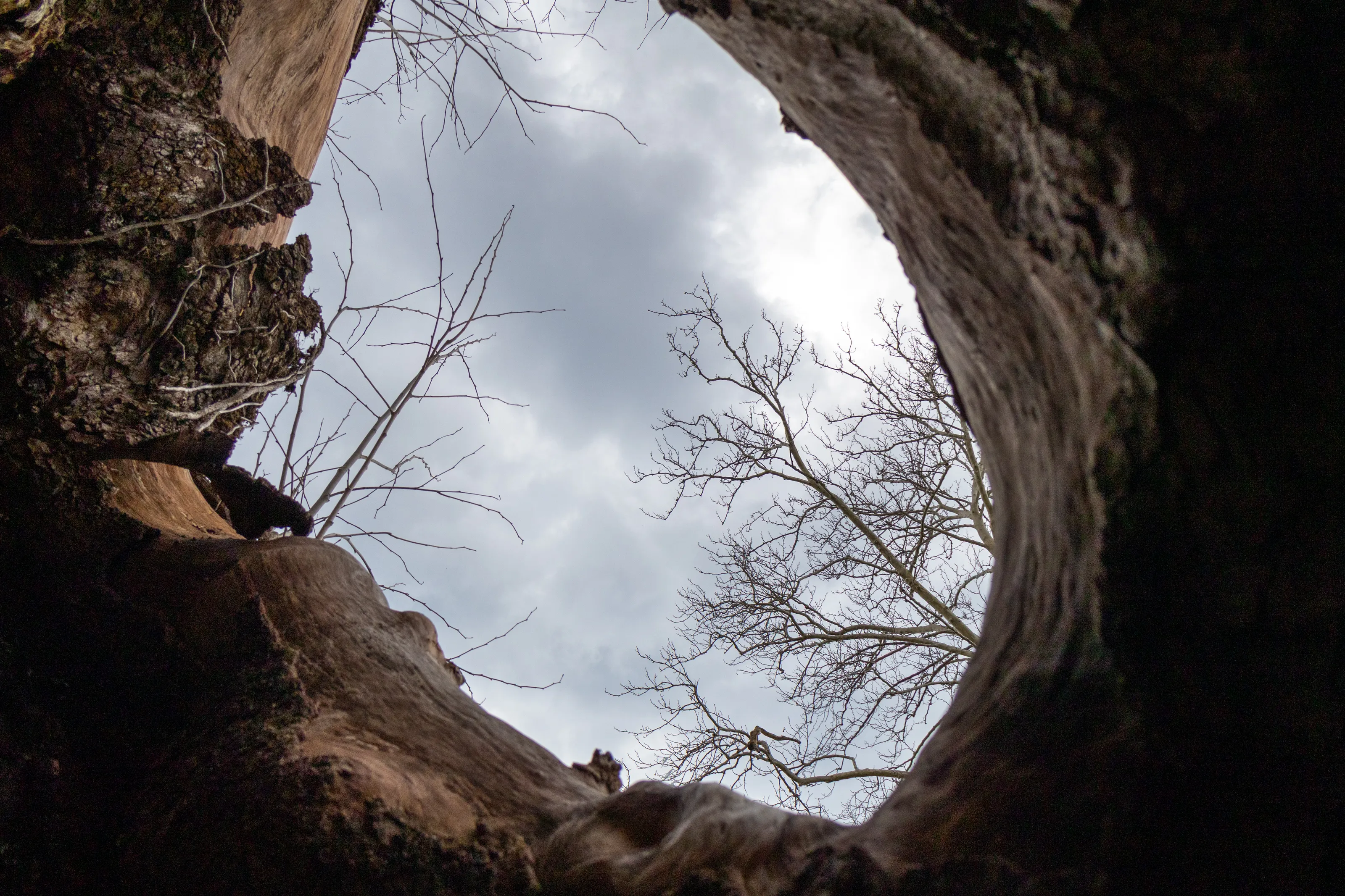 Nature’s Window