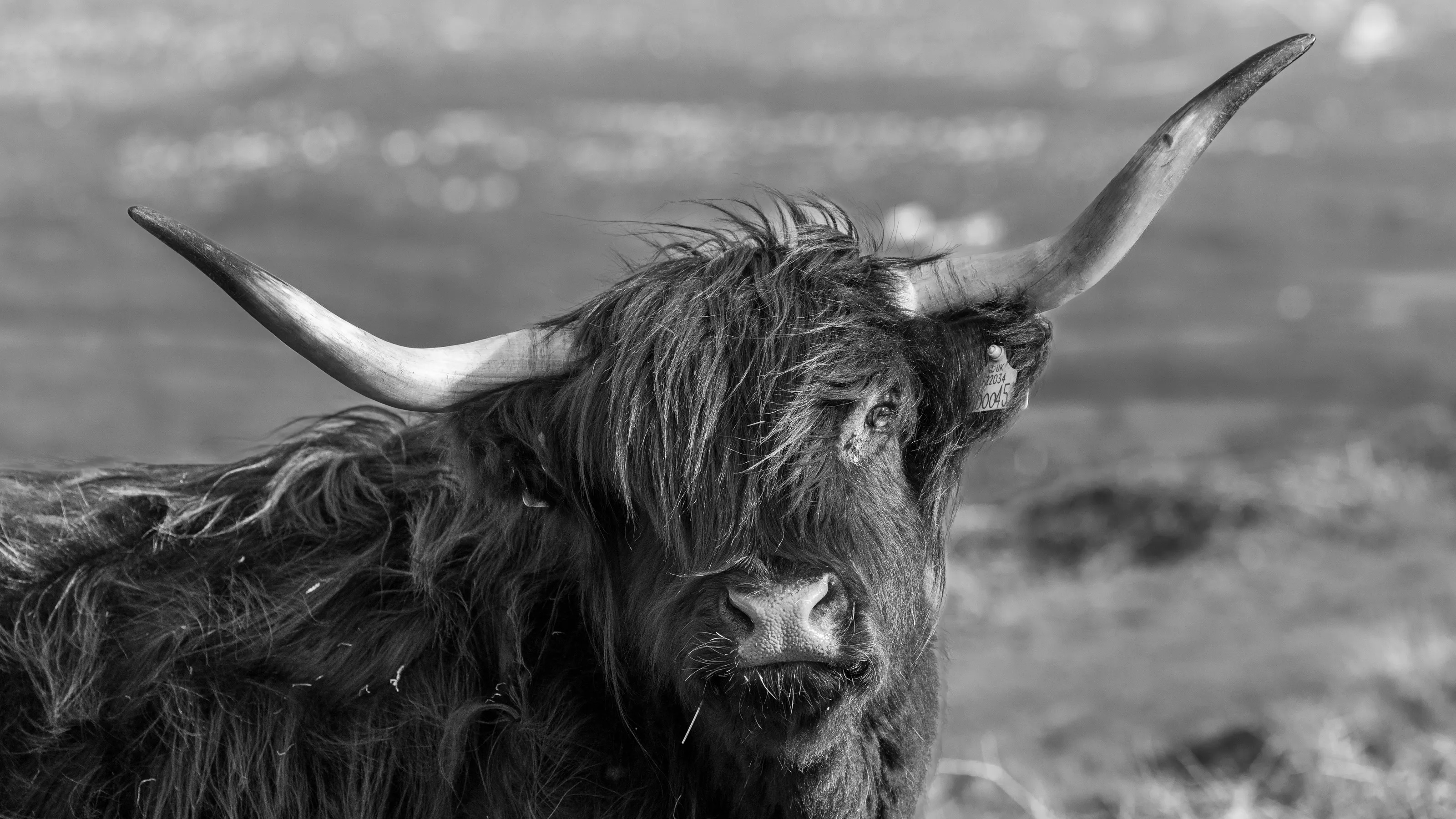 Cattle