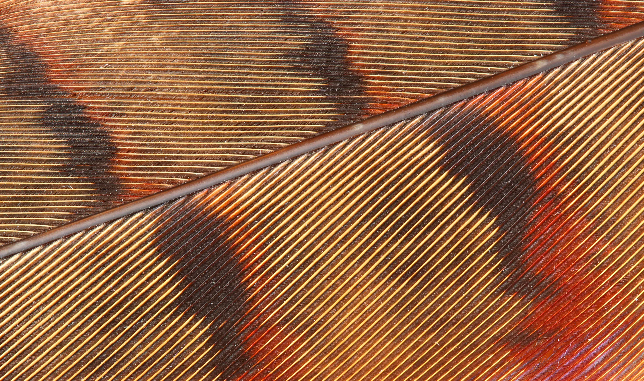 Pheasant feather - close up