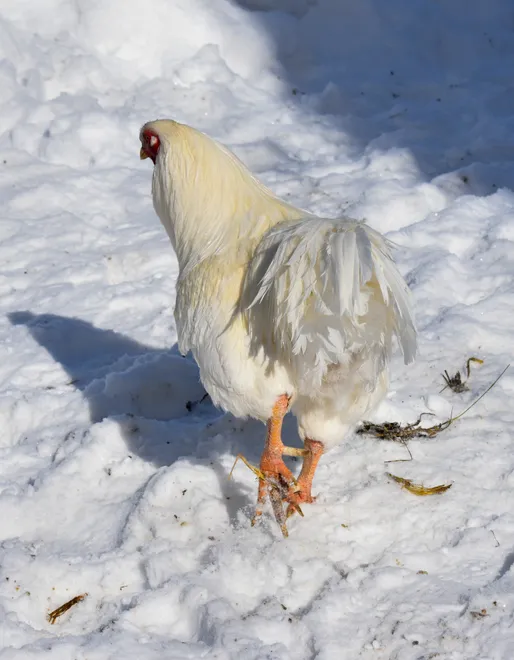 Chantecler chicken