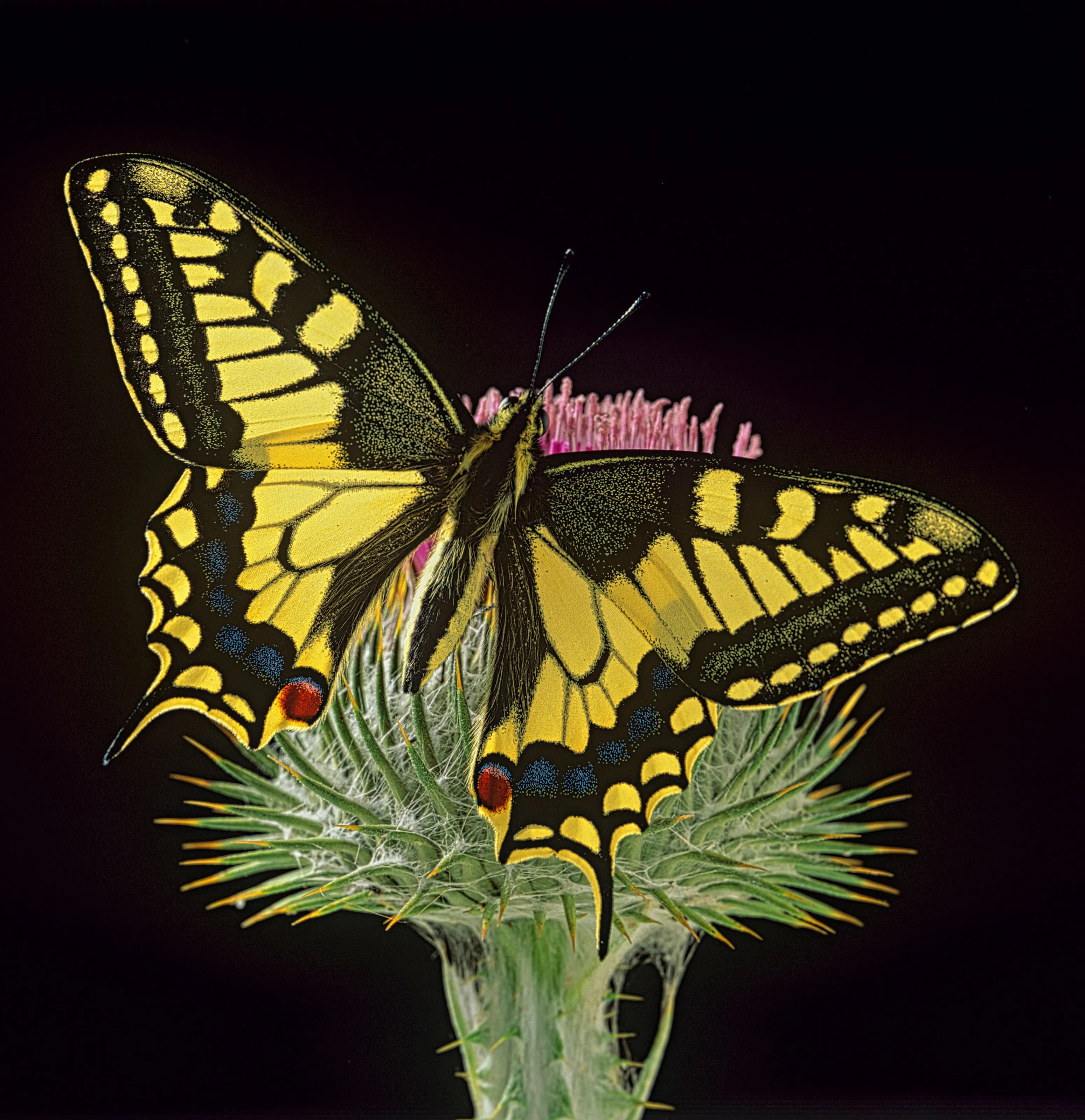 Swallowtail Butterflies (in colour)