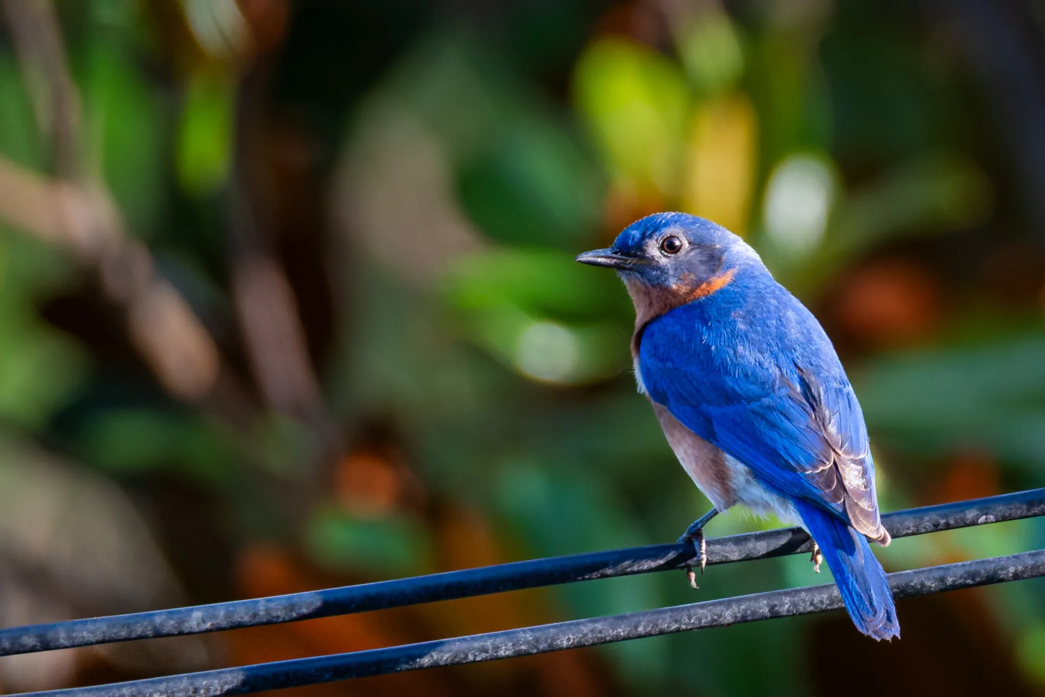 Blue Birds (in colour)