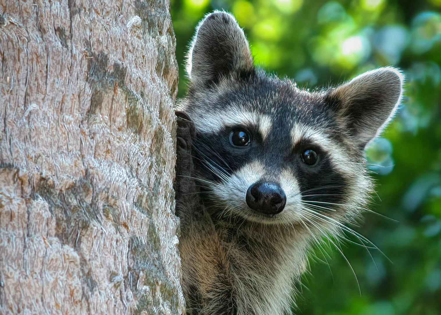 Raccoons in the Wild
