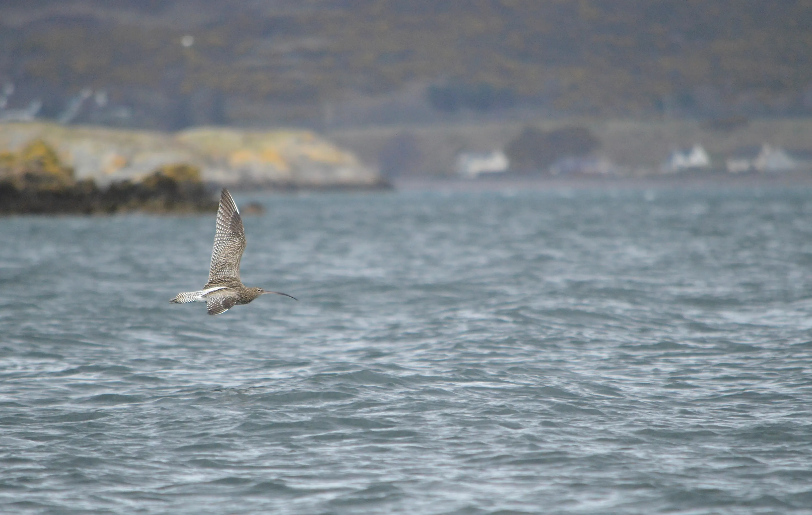Curlew