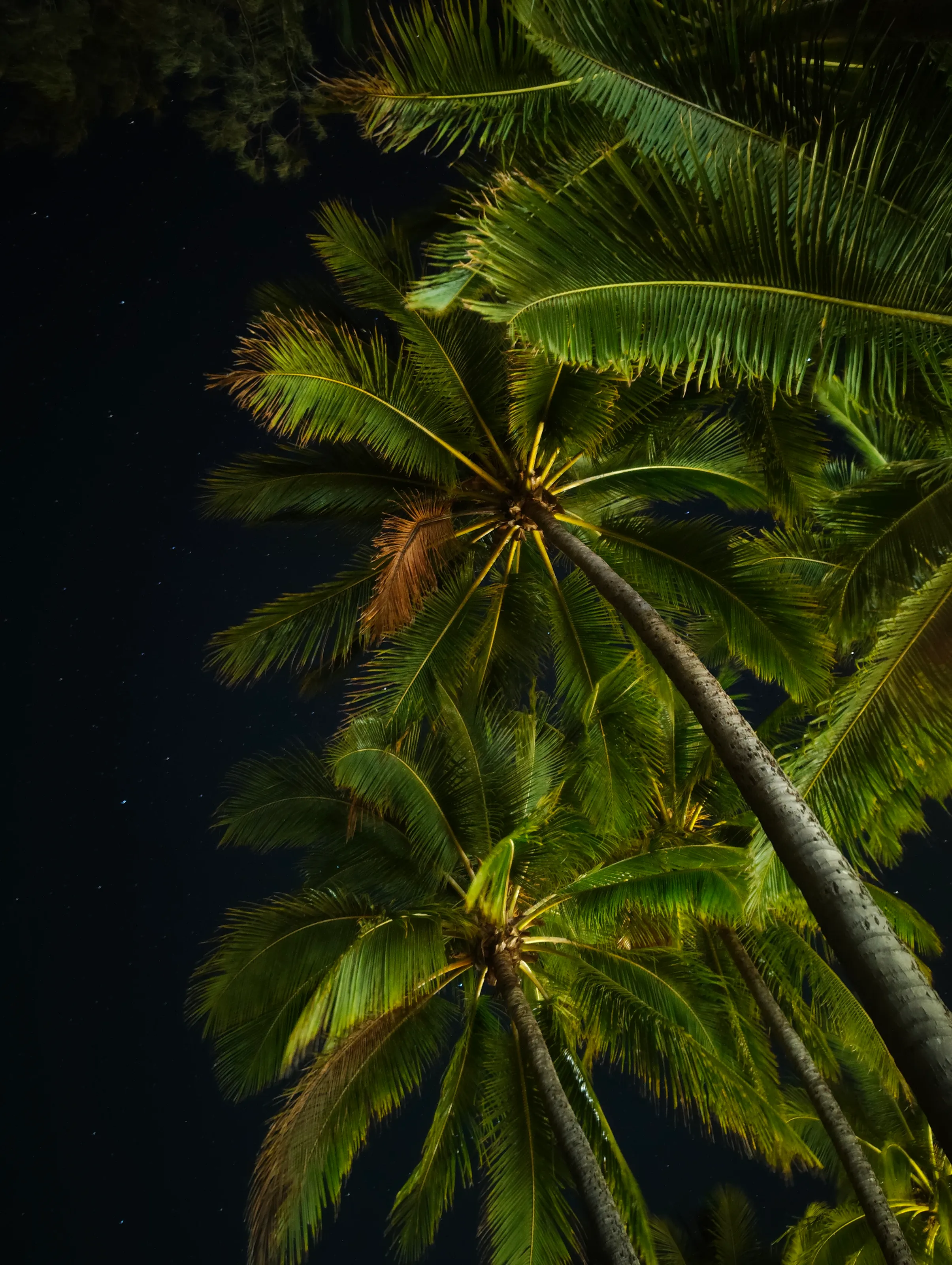 The trees light