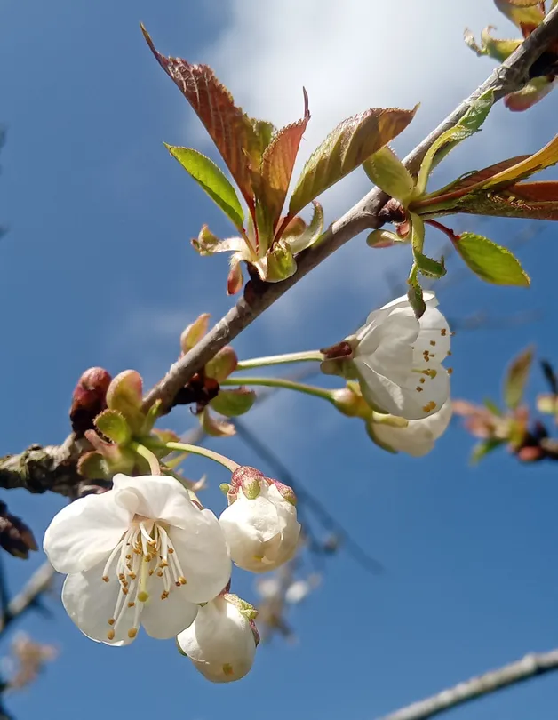 Spring blossoms