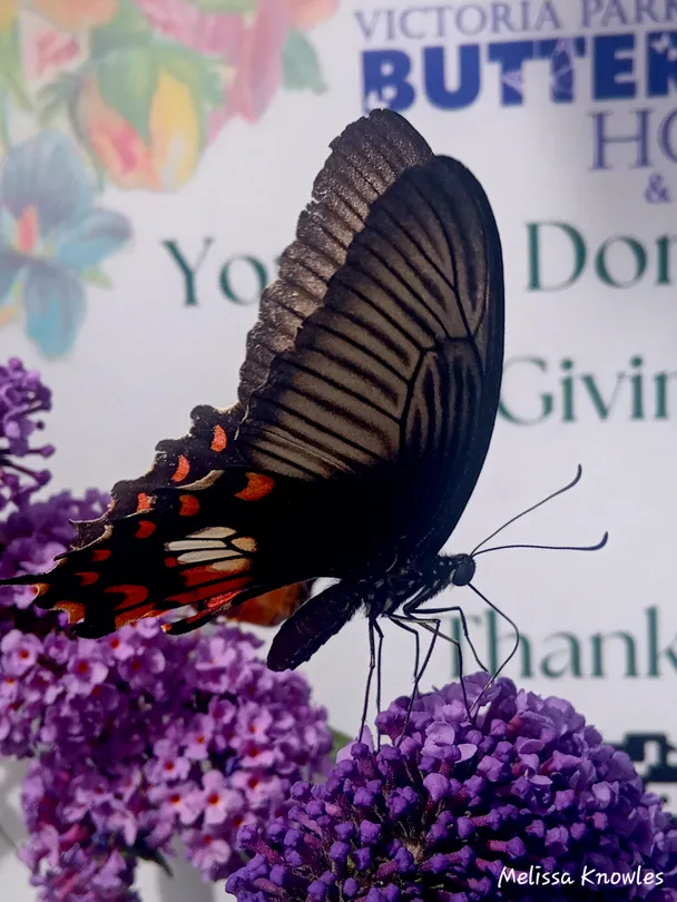 B is for butterfly