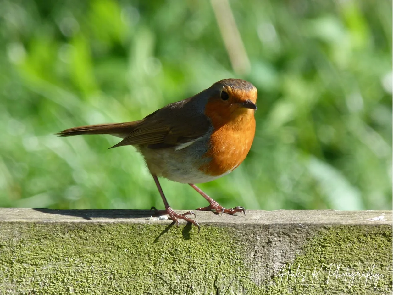 Robin Redbreast