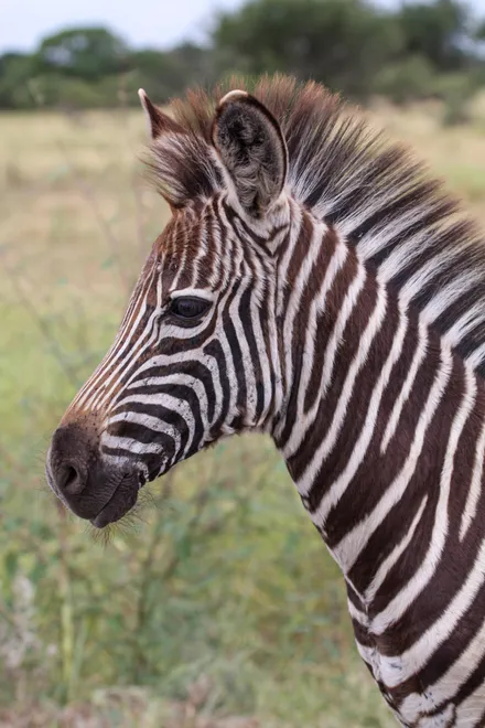 Kruger Zebra foal