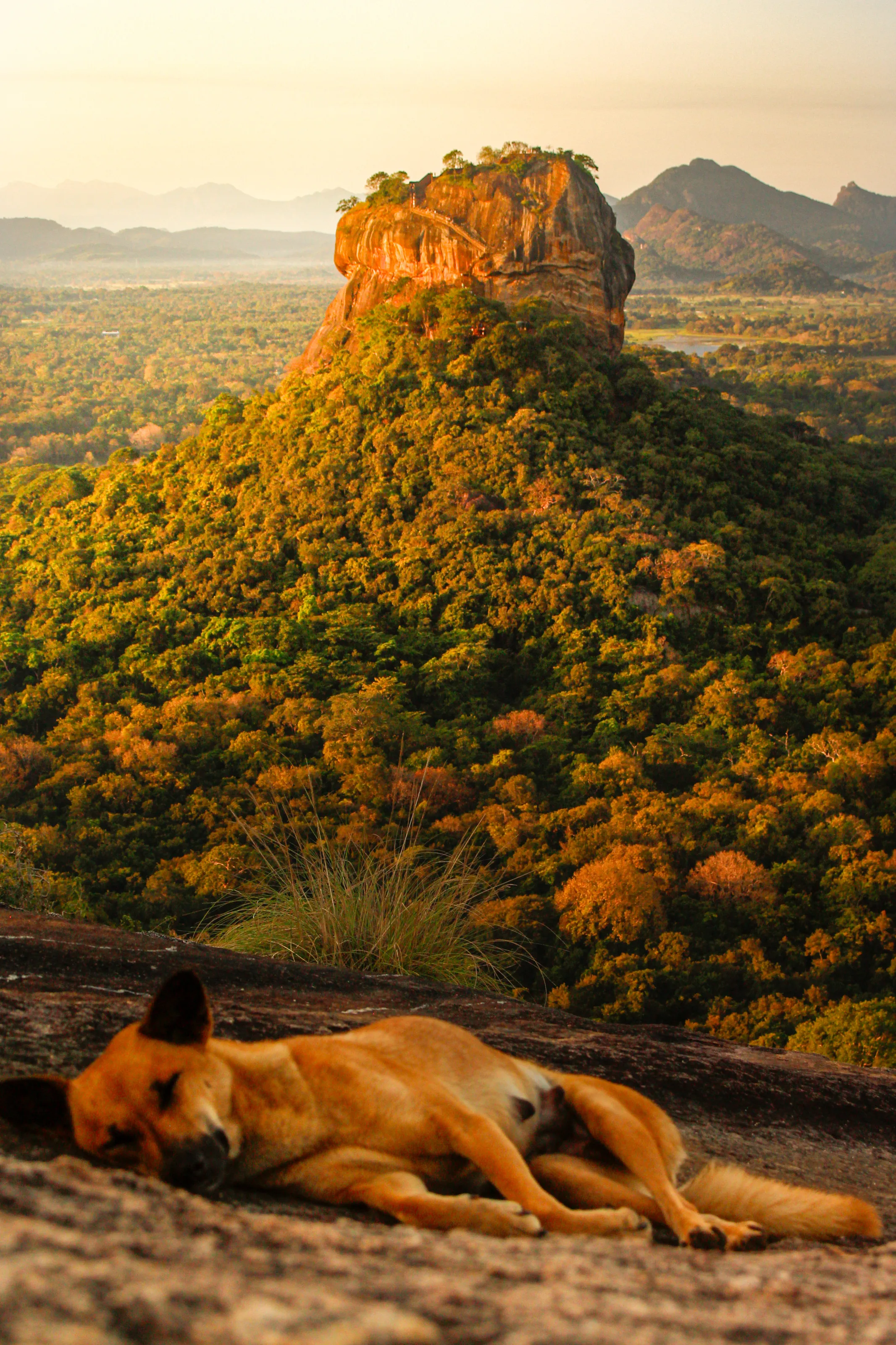 Lions rock