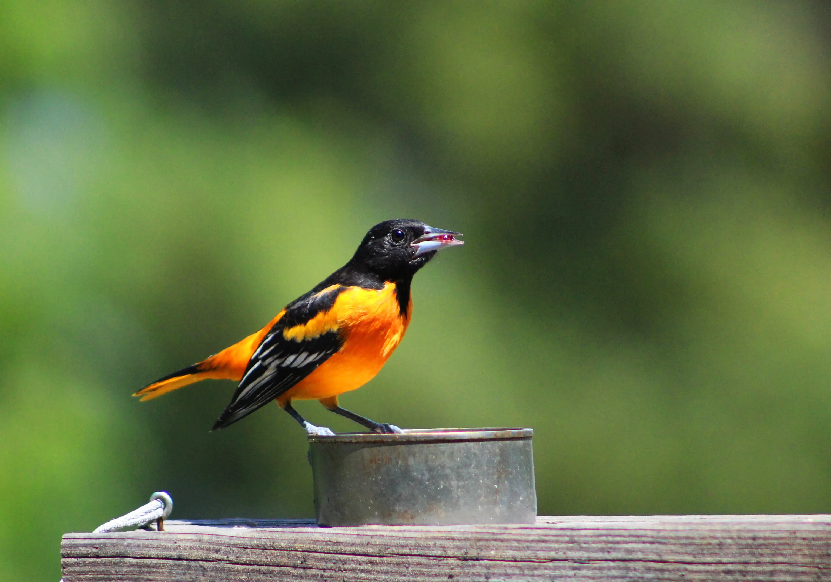 Orioles (in colour)