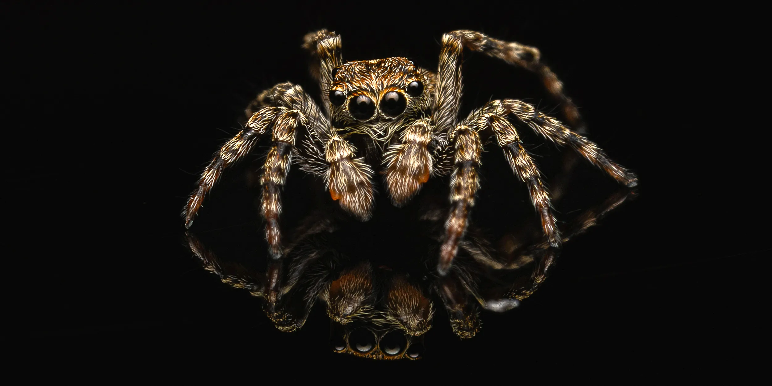 Portrait of a jumping sprider # 2