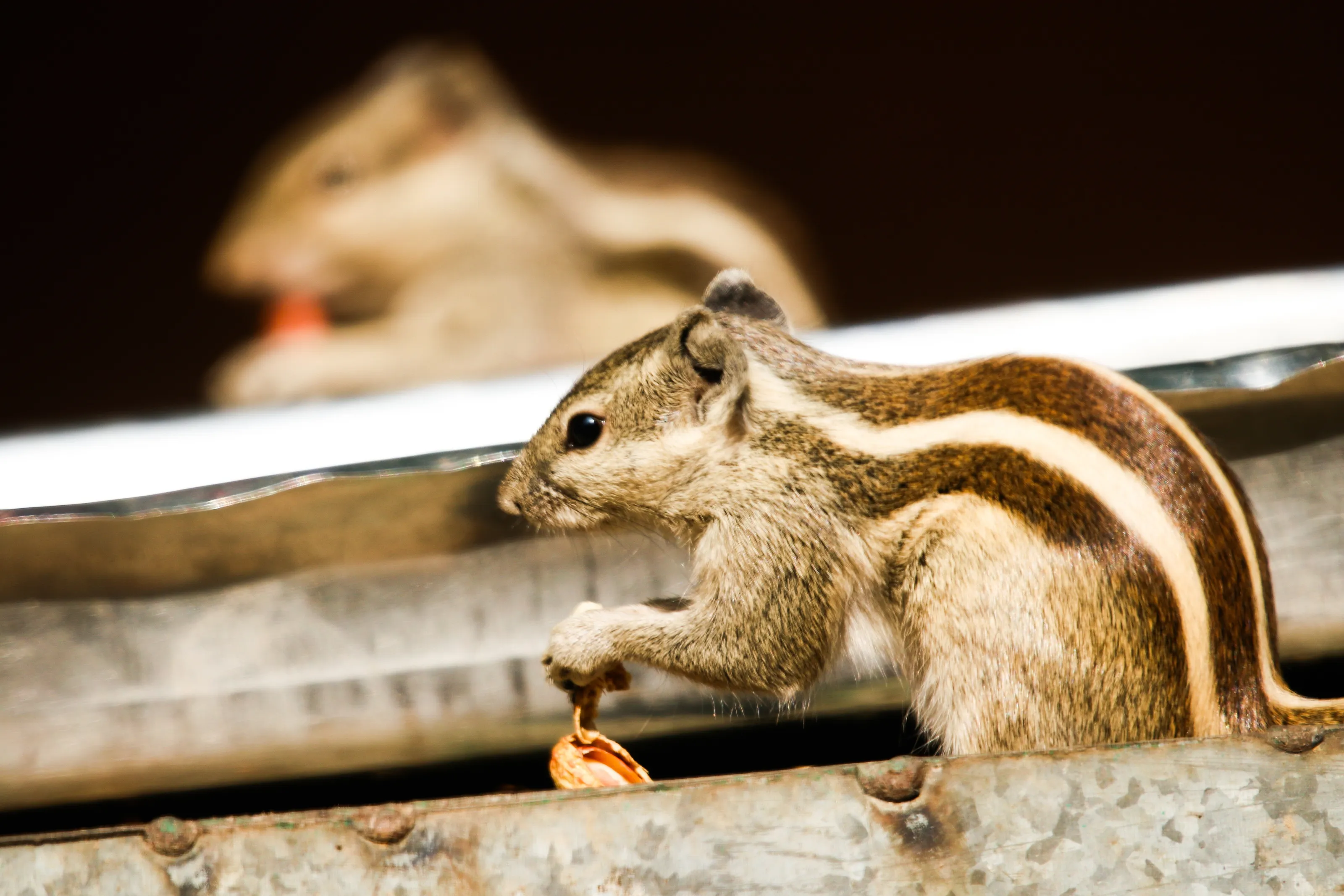 Squirrels munching a parrot's meal.