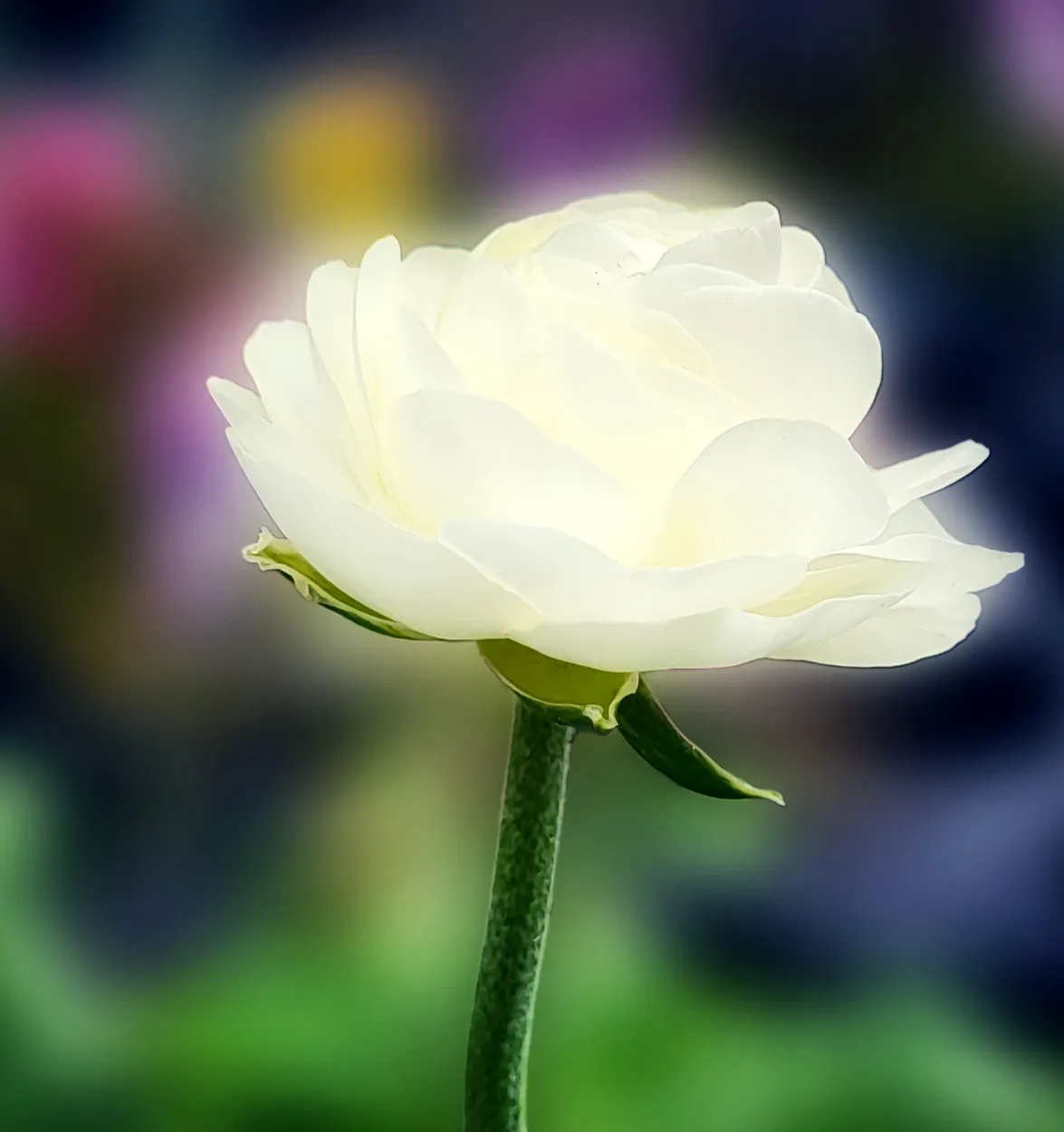 Creamy White Ranunculous Flower - Photo 2