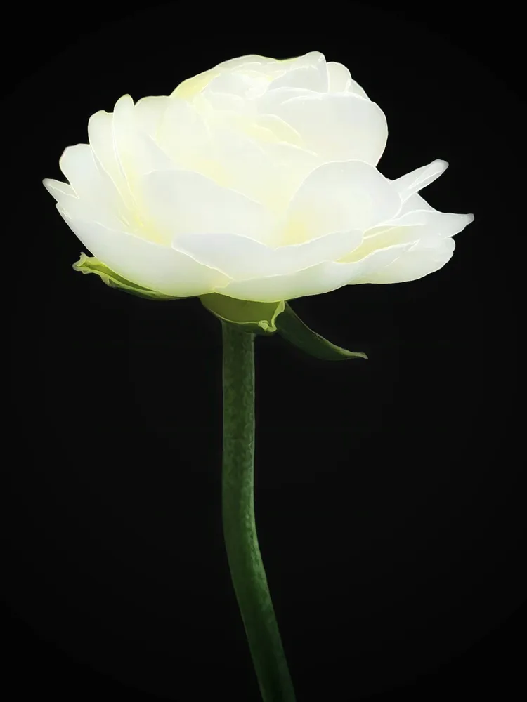 Creamy White Ranunculous Flower - Photo 3