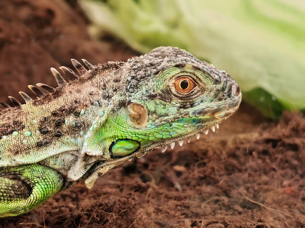 Green iguana