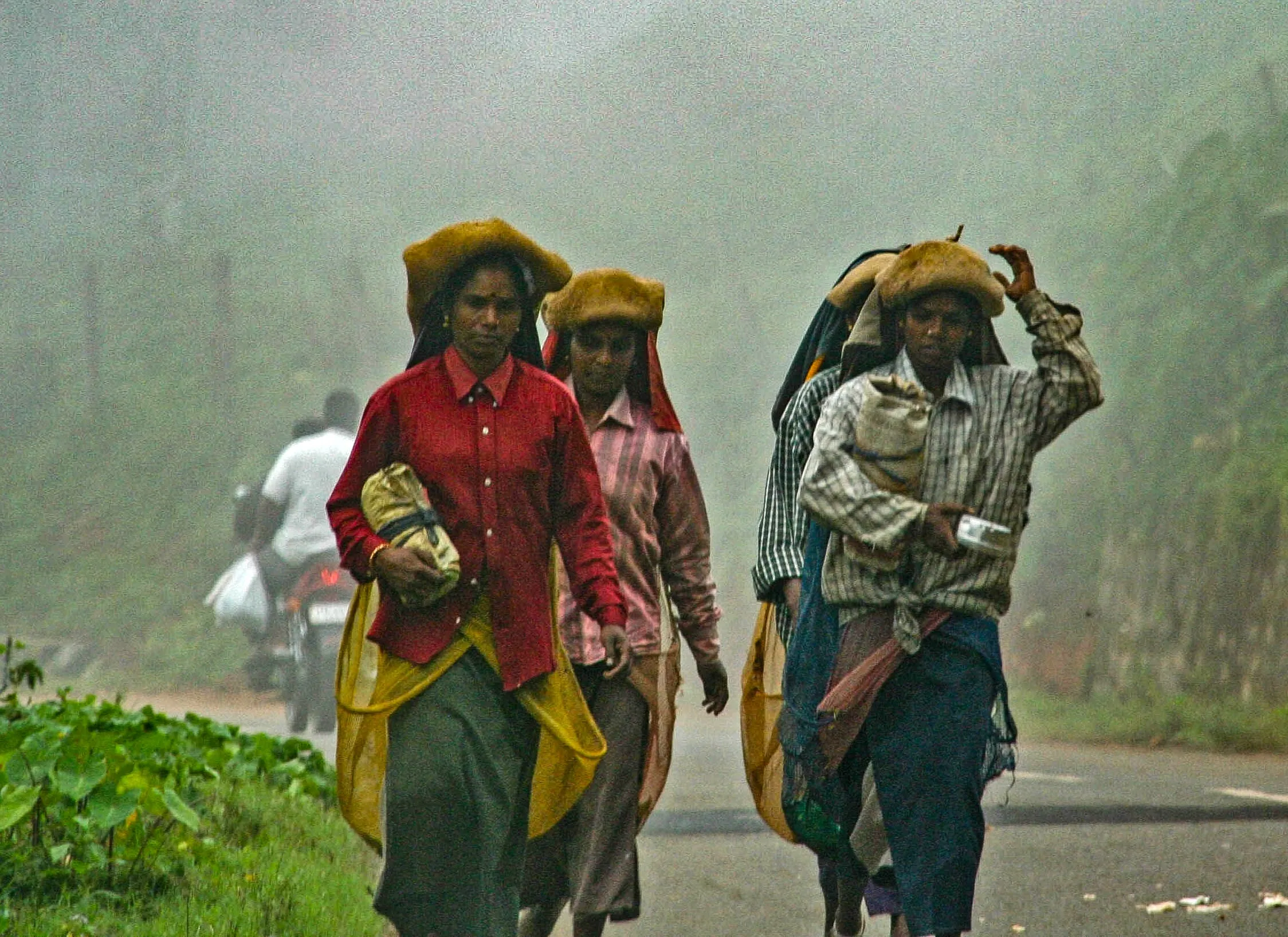 ‘Tea Pickers’