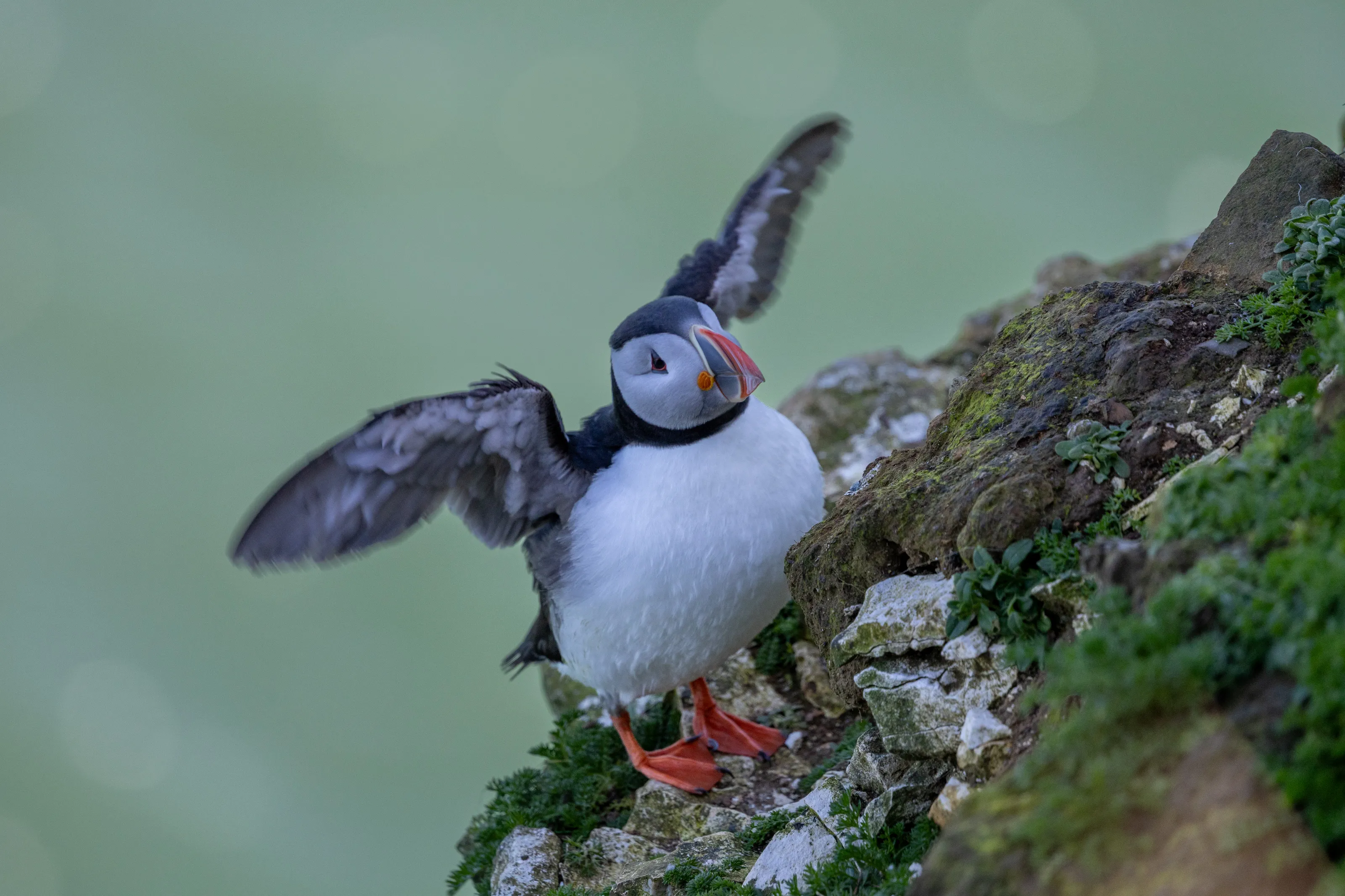 Seabirds