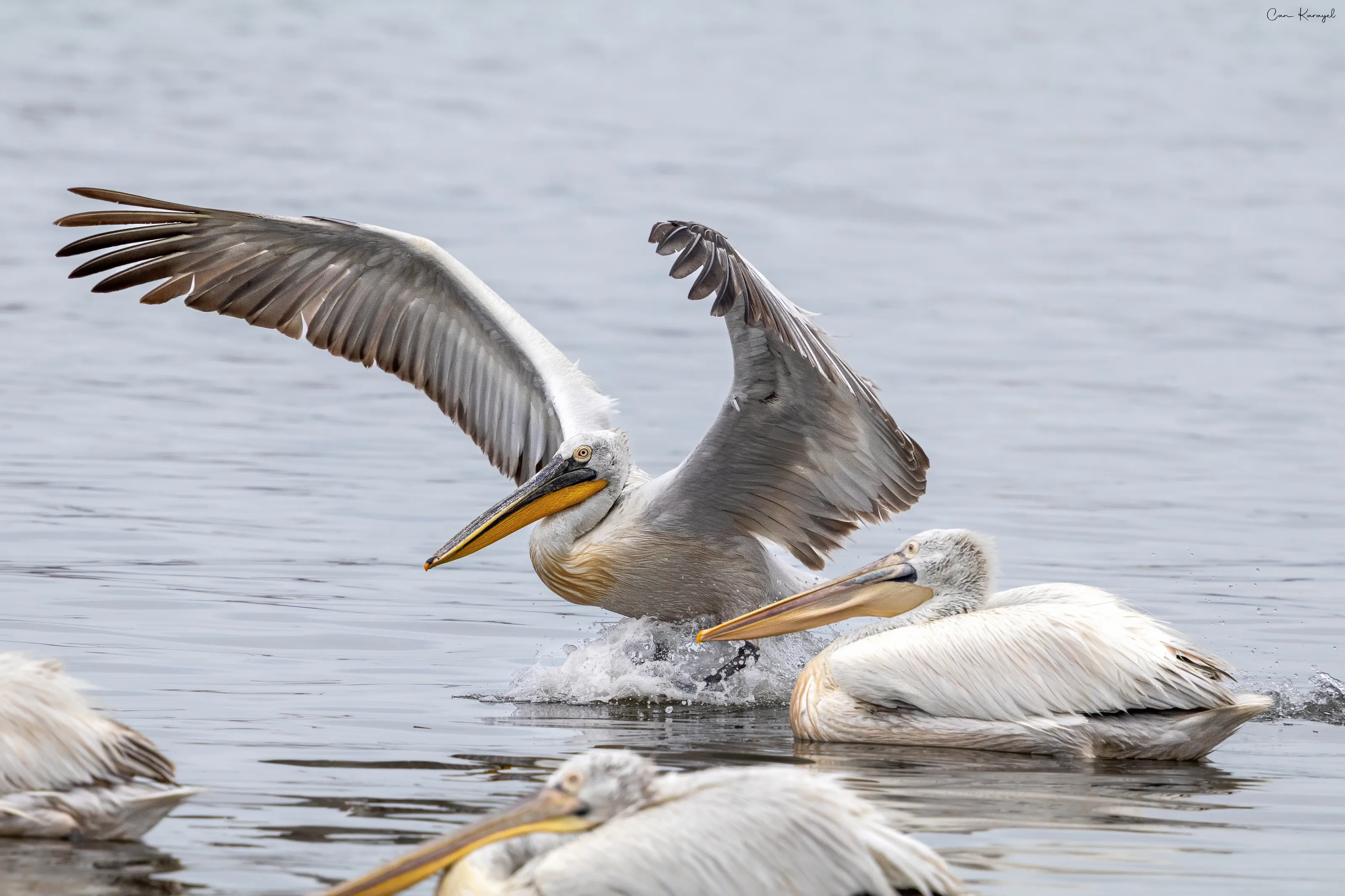 Dalmatian Pelican