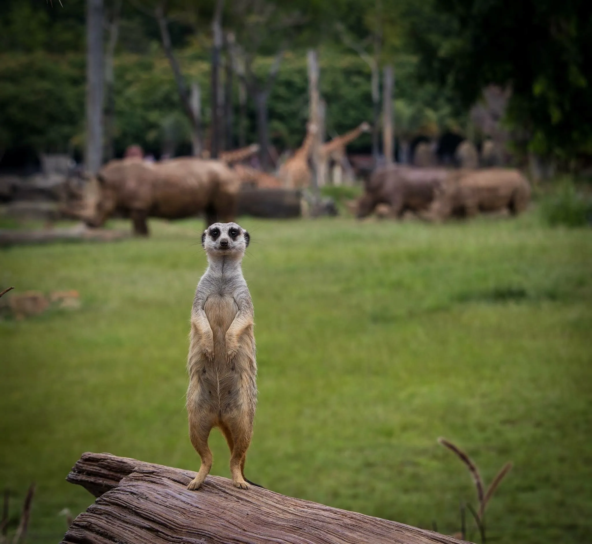 Australia Zoo Meercat