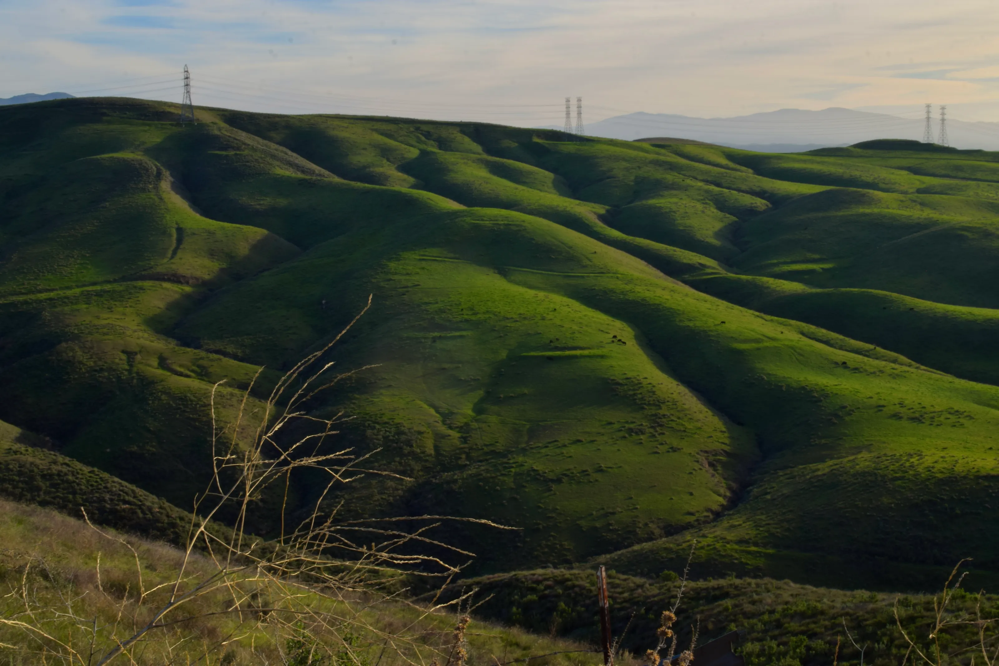 Cows on a hill