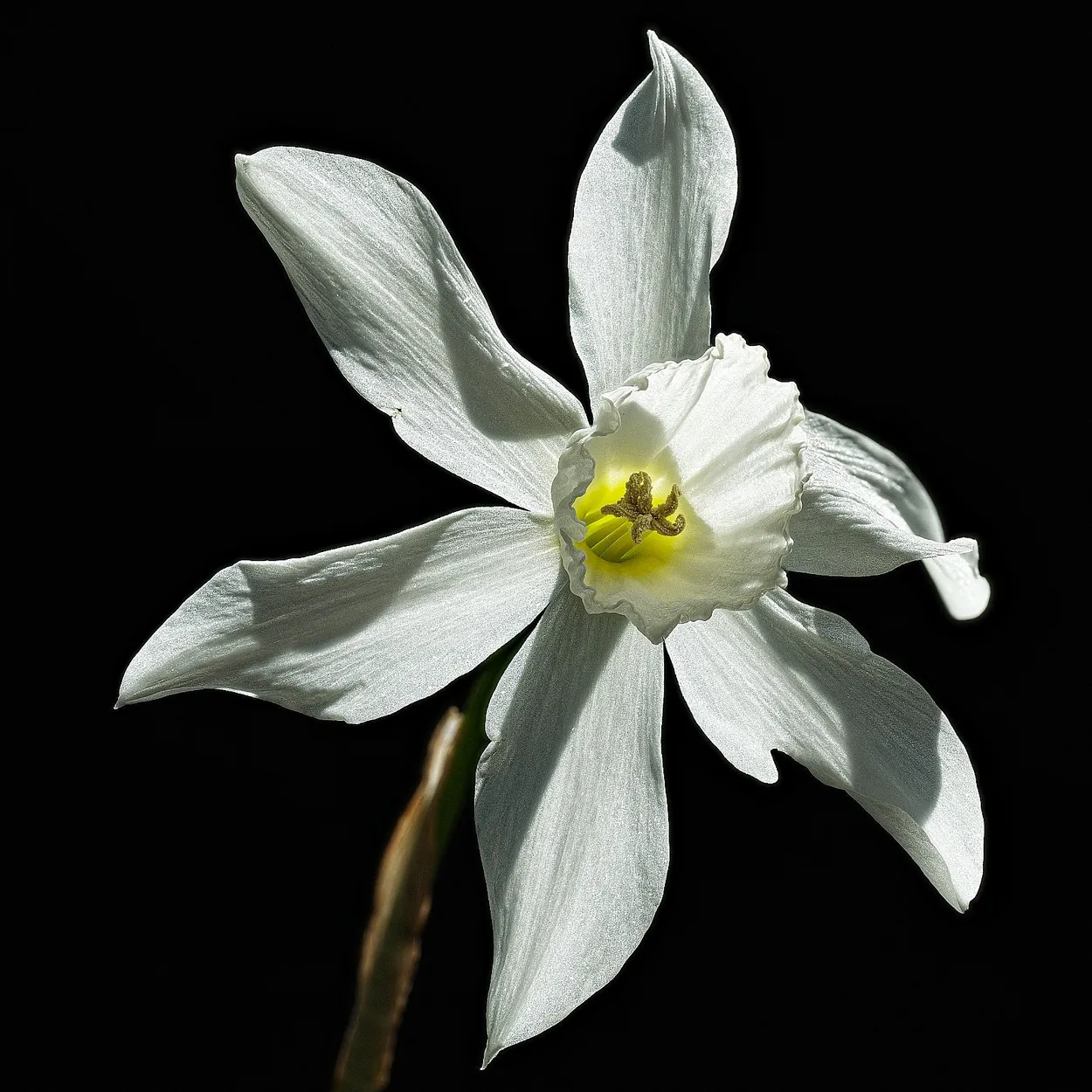 Daffodil single flower
