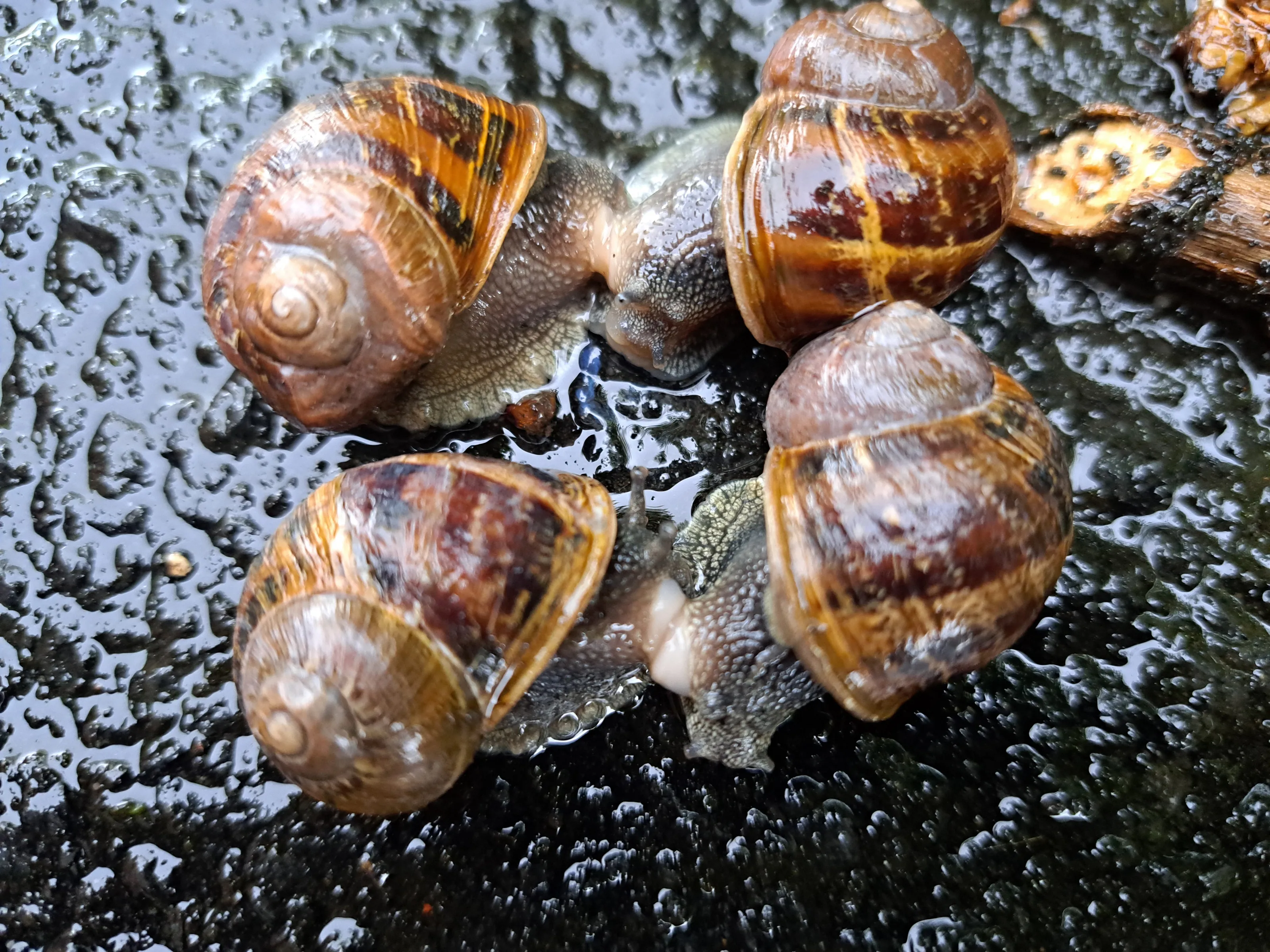 Snails in love with the rain.