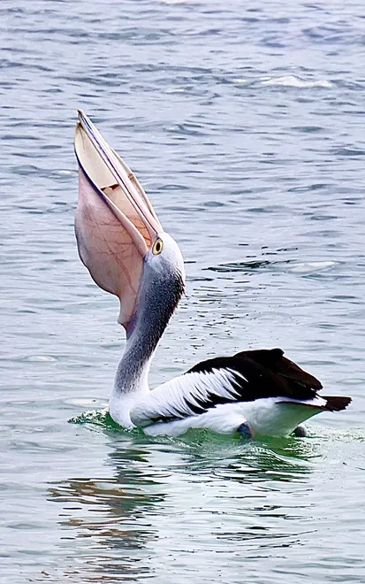 Pelican with Food