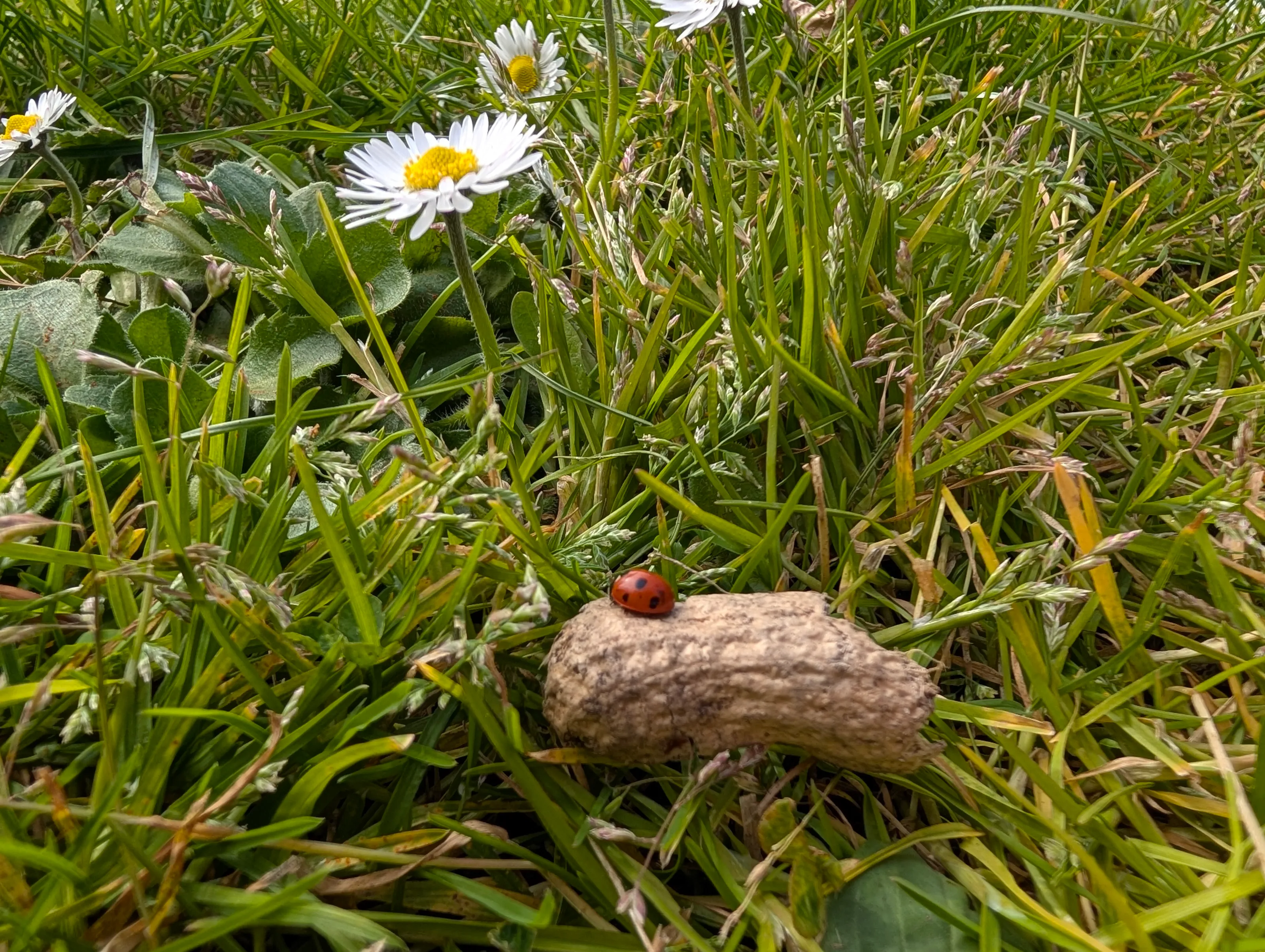 Ladybird adventures