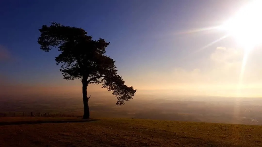 Tree & fog