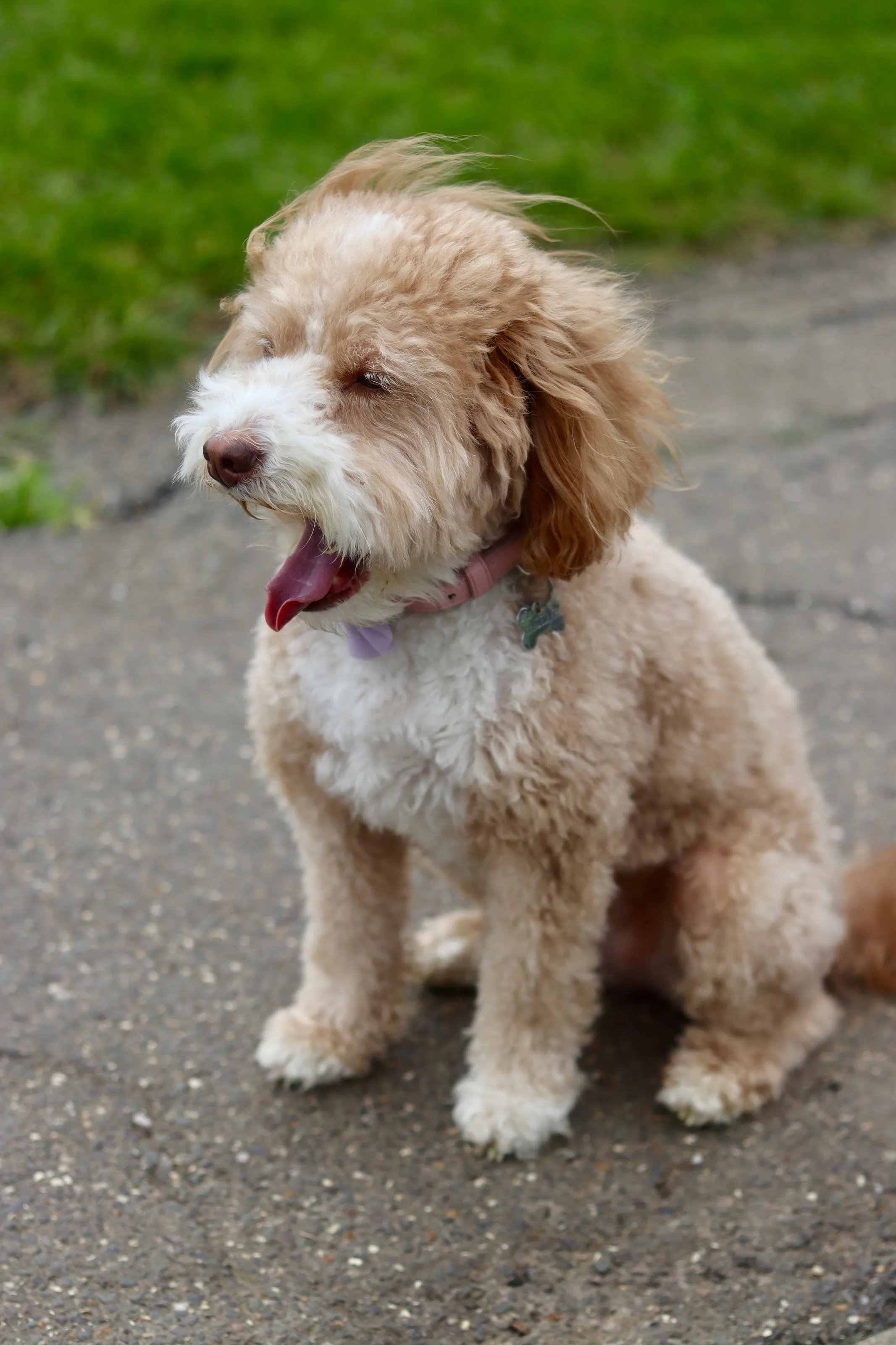 Maggie