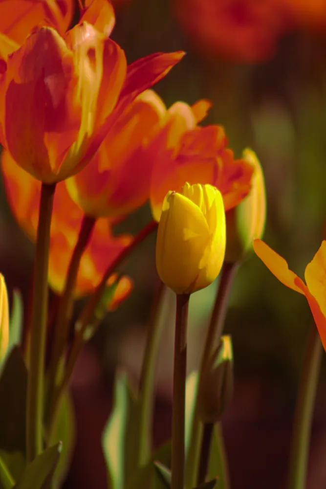 Spring Season