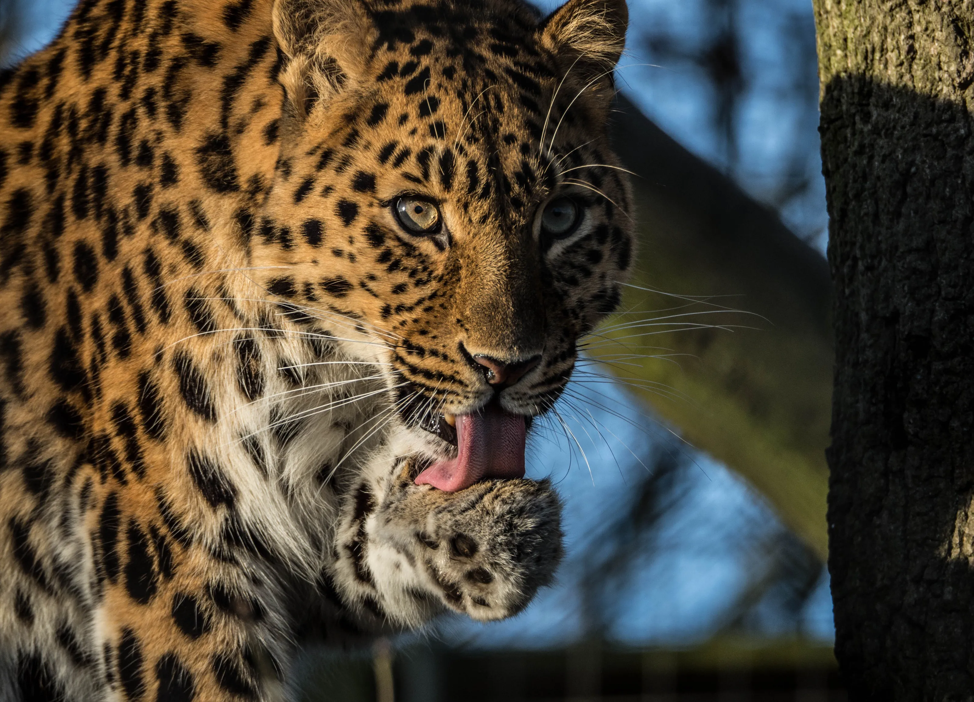 Majestic leopard
