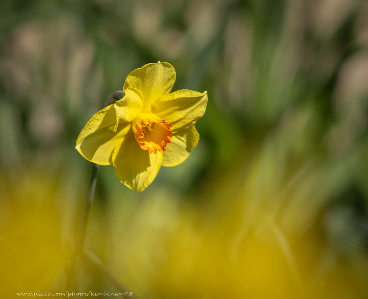 Shooting through daffs