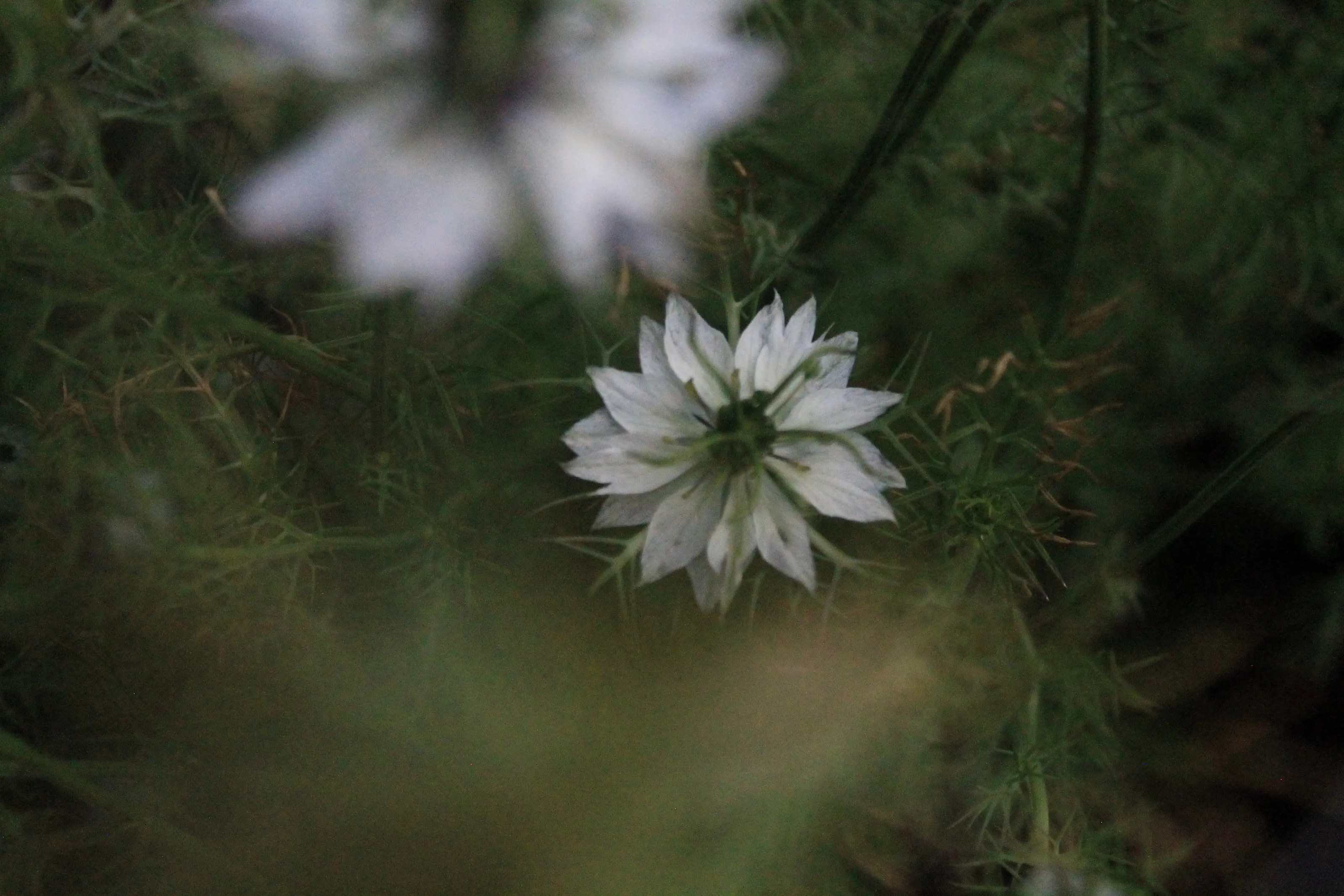 Backyard flowers