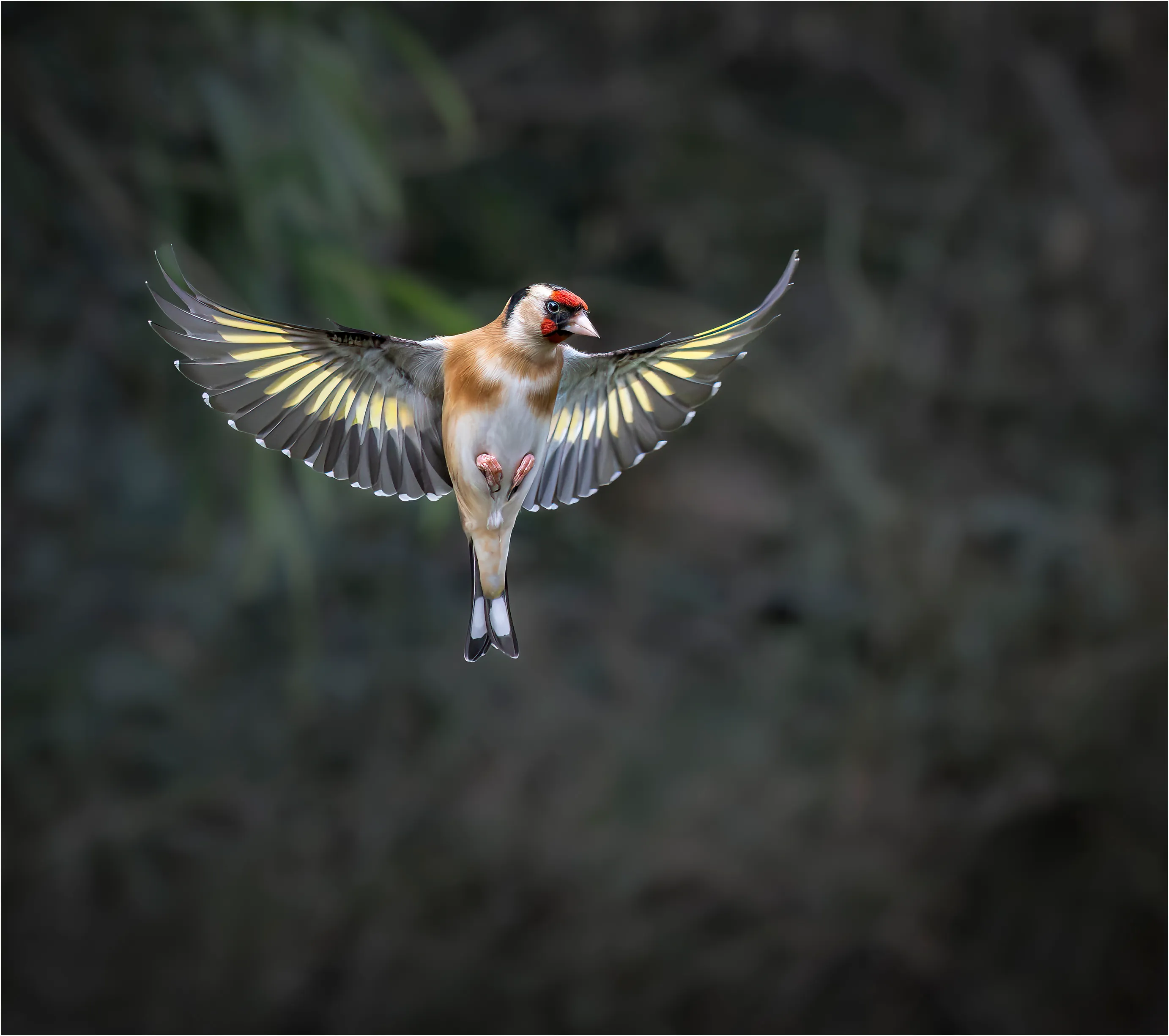 Goldfinch in flight in Garden