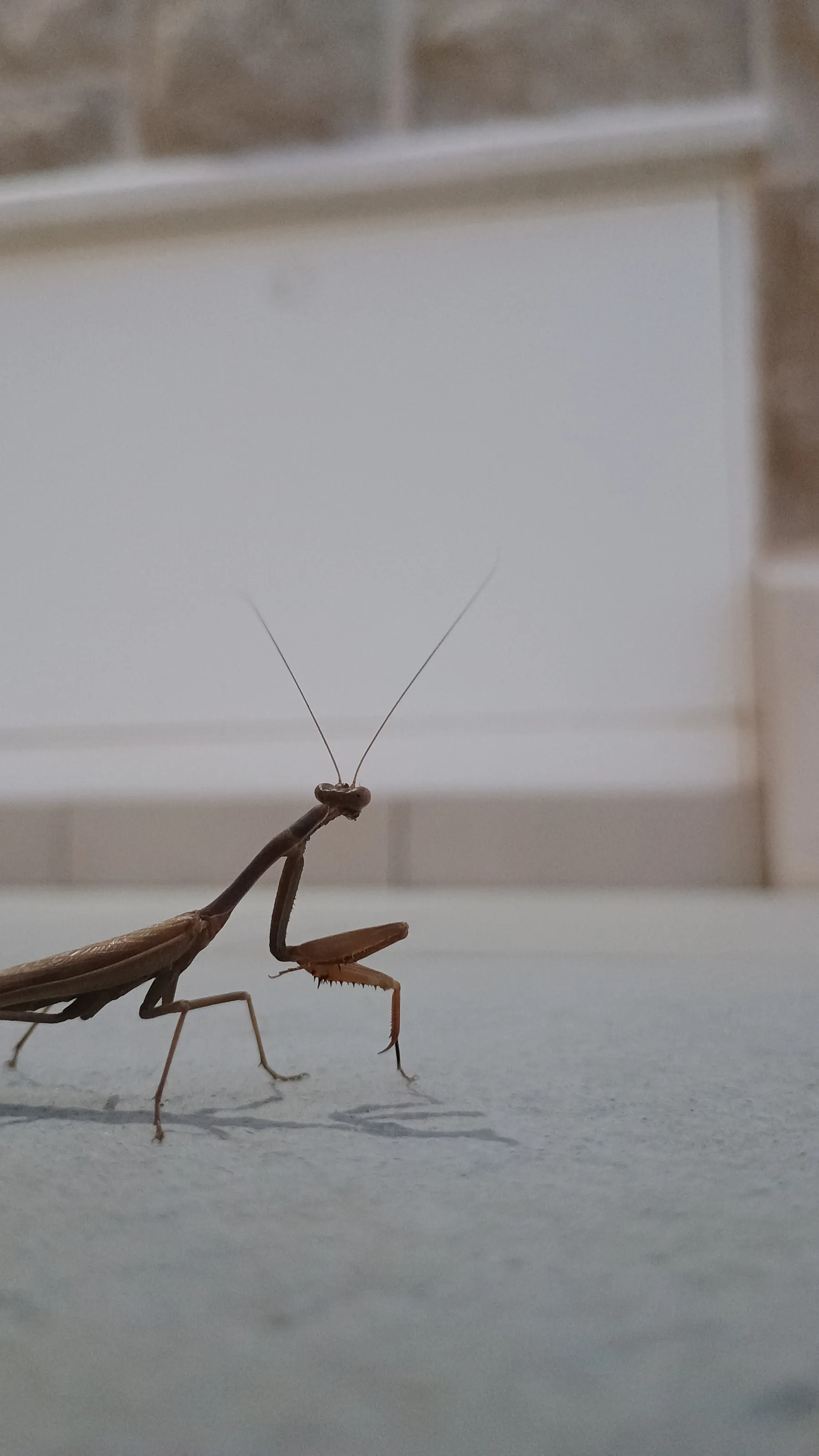 A bug in the storm