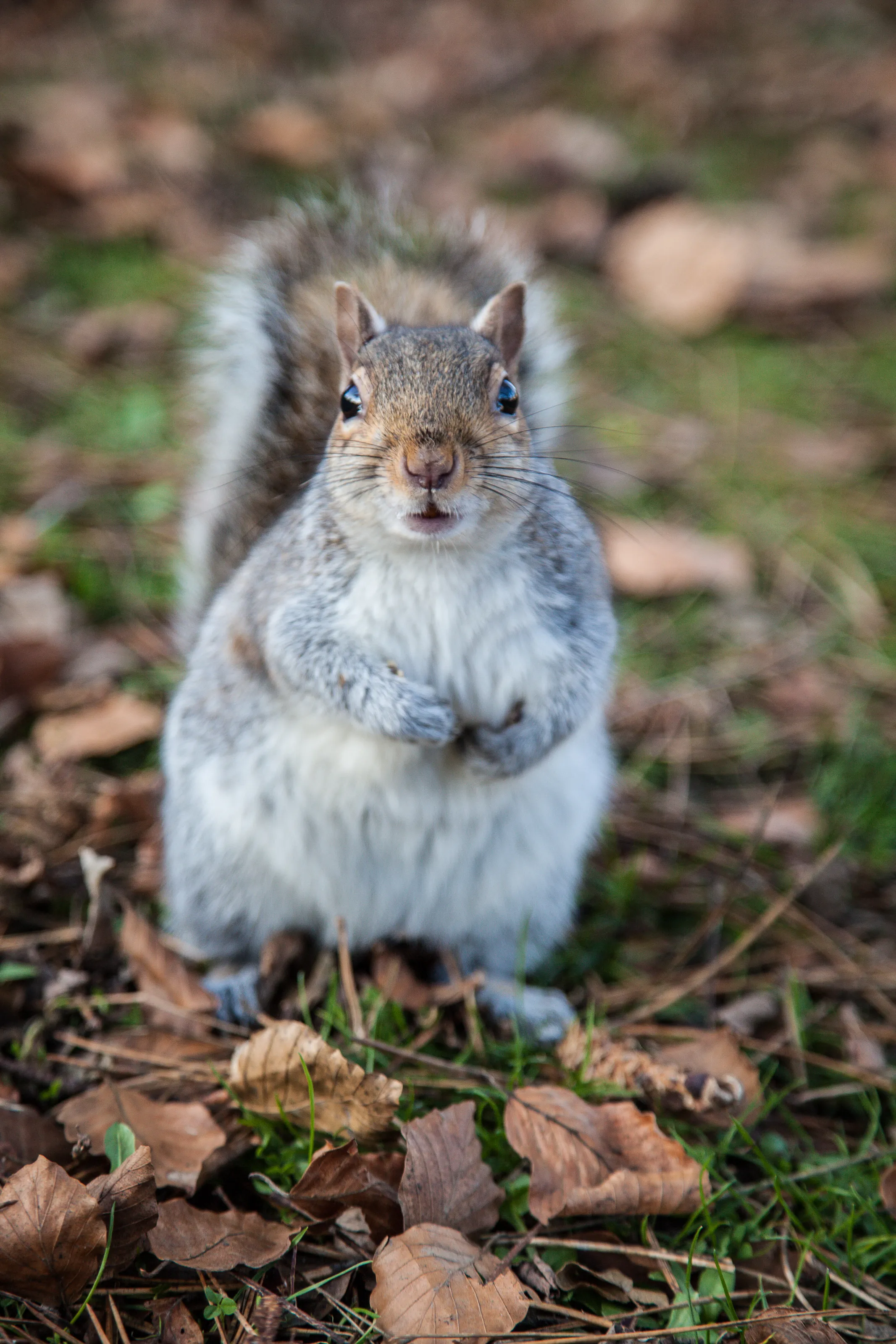 Startled Squirrel