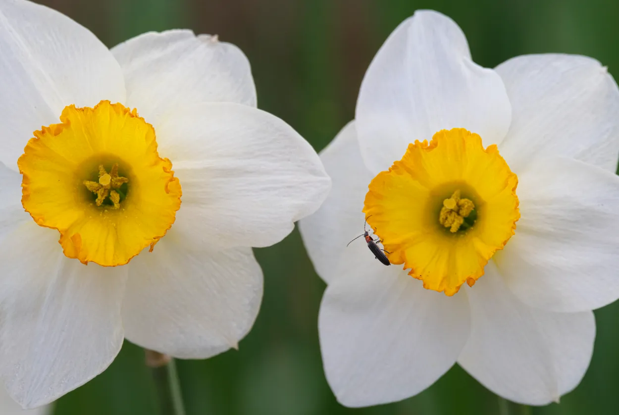 Daffodils With Beetle